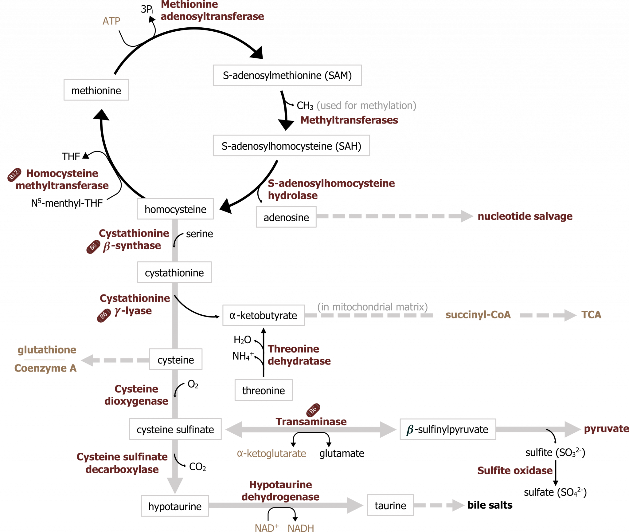 Amino Acid Metabolism And Specialized Products – Neuroscience For Pre ...