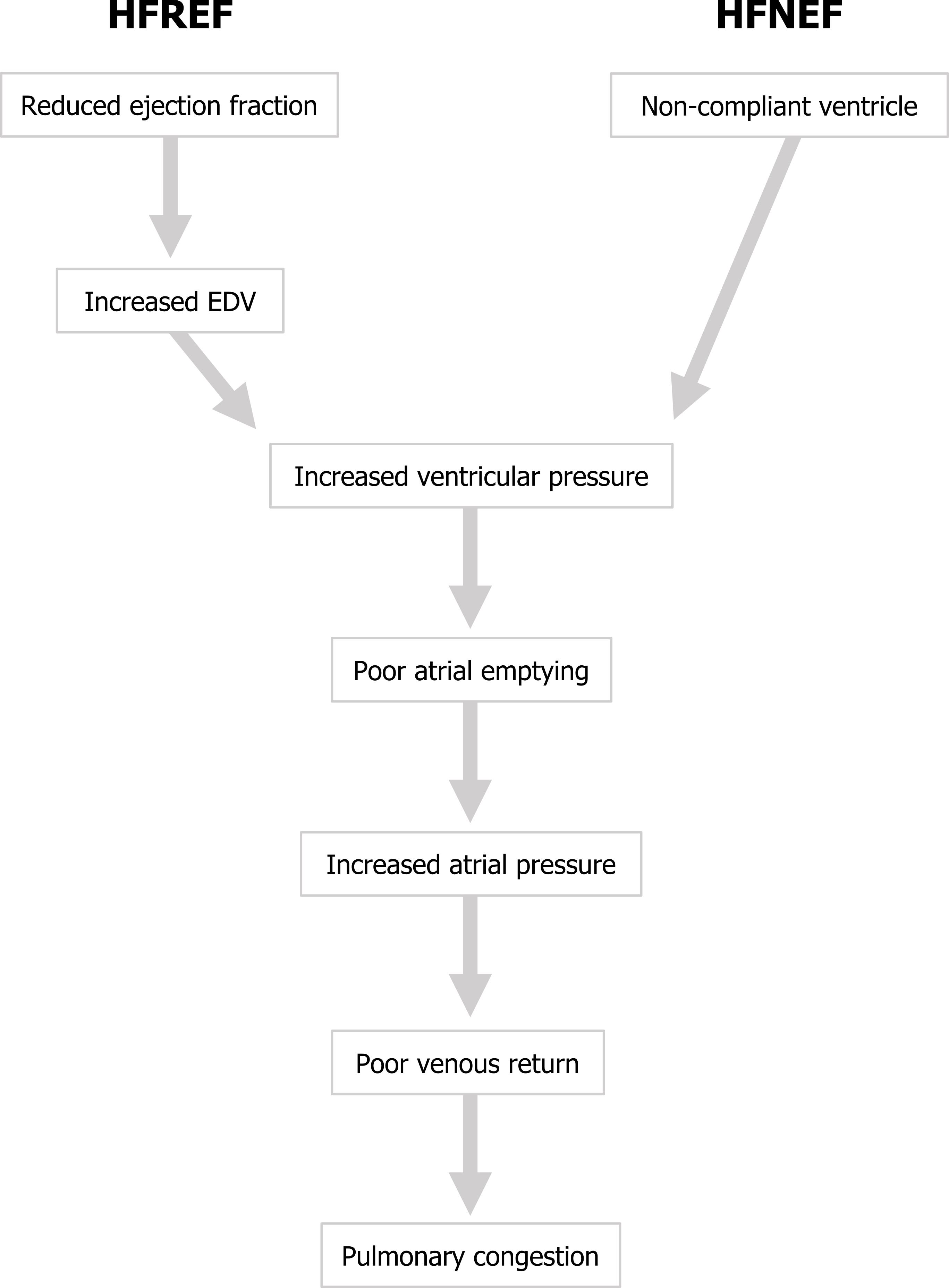 HFREF (heart failure with reduced ejection fraction): Reduced ejection fraction arrow to increased EDV arrow to increased ventricular pressure. HFNEF: Non-compliant ventricle arrow to increased ventricular pressure. Increased ventricular pressure arrow to poor atrial emptying arrow to increased atrial pressure arrow to poor venous return arrow to pulmonary congestion.