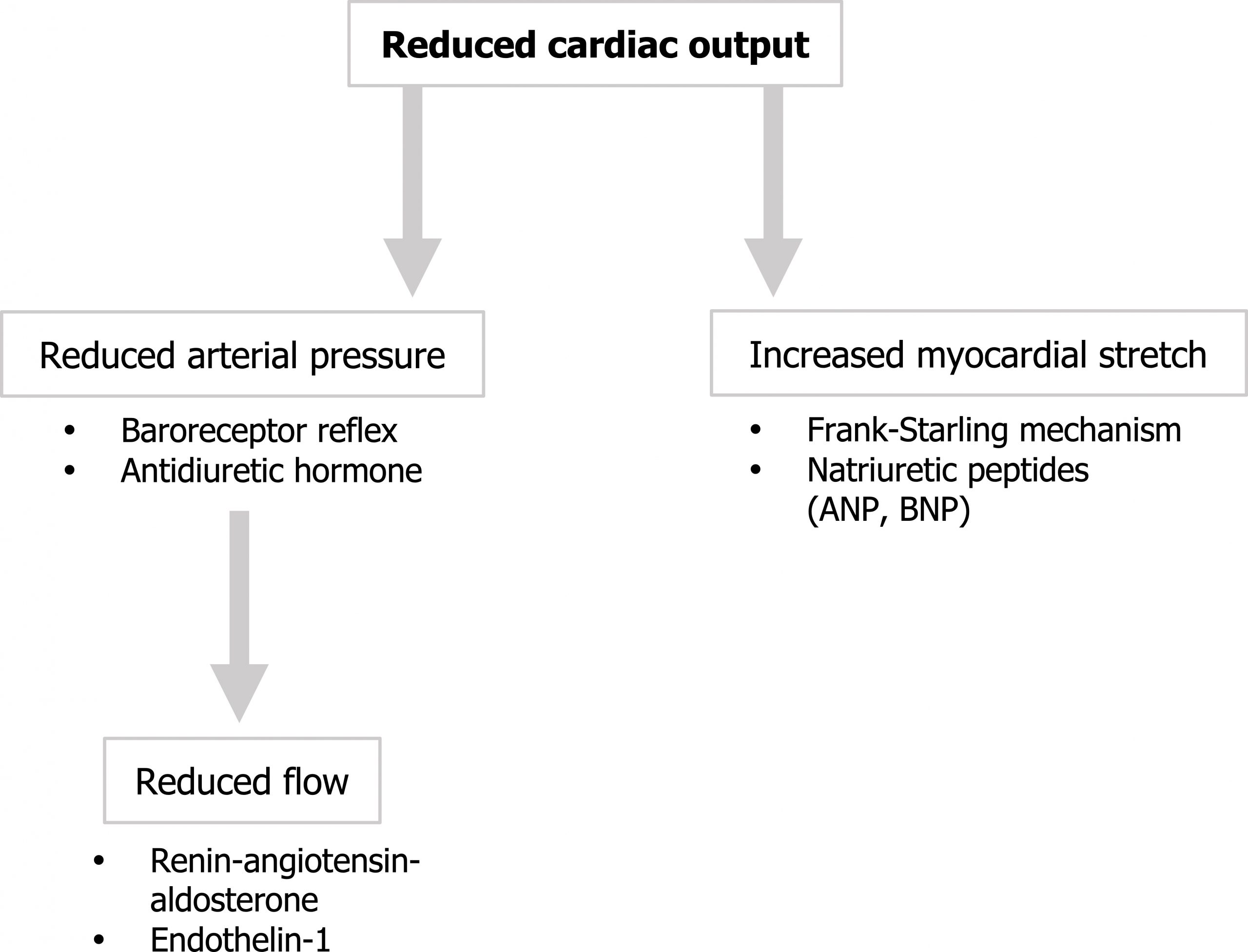 Reduced cardiac output arrow reduced arterial pressure: baroreceptor reflex, antidiuretic hormone arrow reduced flow: renin-angiotensin-aldosterone, endothelin-1. Reduced cardiac output arrow increased myocardial stretch: frank starling mechanism, natriuretic peptides (ANP, BNP).