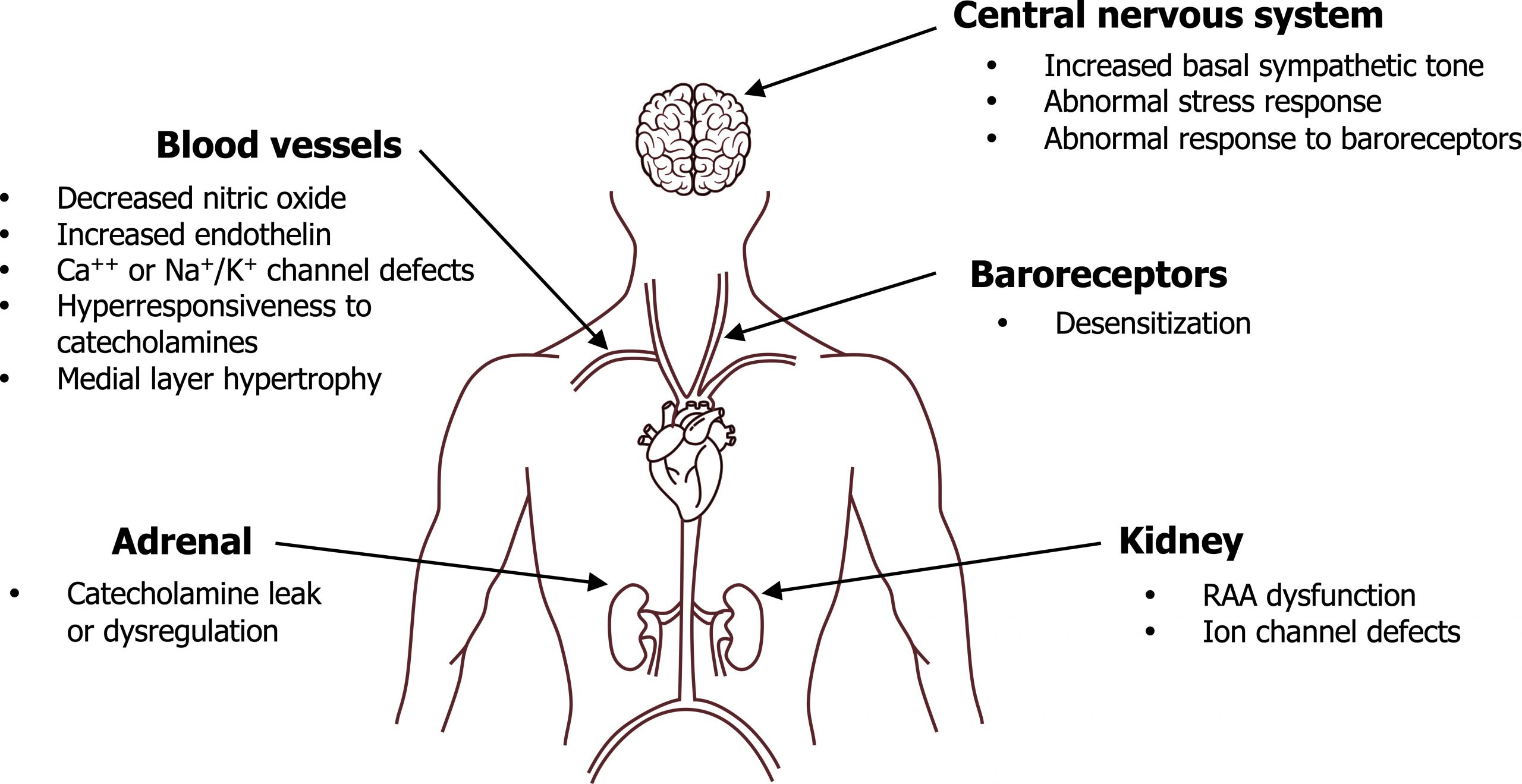 Central nervous system (CNS): Increased basal sympathetic tone, abnormal stress response, abnormal response to baroreceptors. Baroreceptors: desensitization. Kidney: RAA dysfunction, ion channels defects. Blood vessels: Decreased nitric oxide, increased endothelin, Ca2+ or Na+/K+ channels defects, hyper responsiveness to catecholamines, medial layer hypertrophy. Adrenal: catecholamine leak or dysregulation.