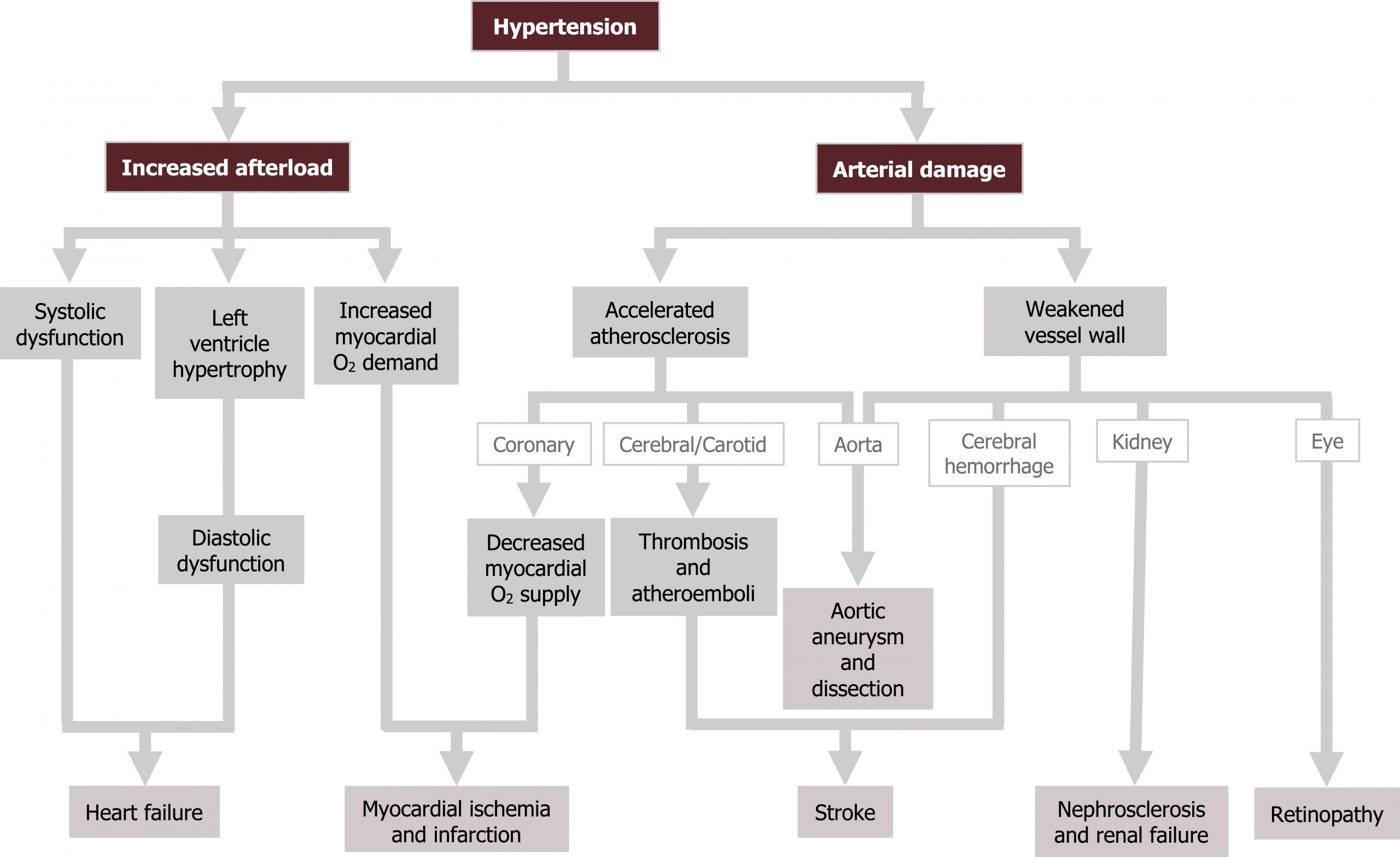 Flow chart beginning with hypertension. Hypertension arrow increased afterload arrows to systolic dysfunction, left ventricle hypertrophy, and increased myocardial O2 demand. LVH arrow diastolic dysfunction. Systolic dysfunction and diastolic dysfunction arrow heart failure. Hypertension arrow arterial damage arrow accelerated atherosclerosis. Accelerated atherosclerosis arrow with text (coronary) to decreased myocardial O2 supply. Increased myocardial O2 demand and decreased myocardial O2 supply arrows to myocardial ischemia and infarction. Accelerated atherosclerosis arrow with text cerebral/carotid to thrombosis and atheroemboli arrow stroke. Accelerated atherosclerosis arrow with text aorta to aortic aneurysm and dissection. Arterial damage arrow weakened vessel wall arrow with text aorta to aortic aneurysm and dissection. Weakened vessel wall arrow with text cerebral hemorrhage to stroke. Weakened vessel wall arrow with text kidney to nephrosclerosis and renal failure. Weakened vessel wall arrow with text eye to retinopathy.