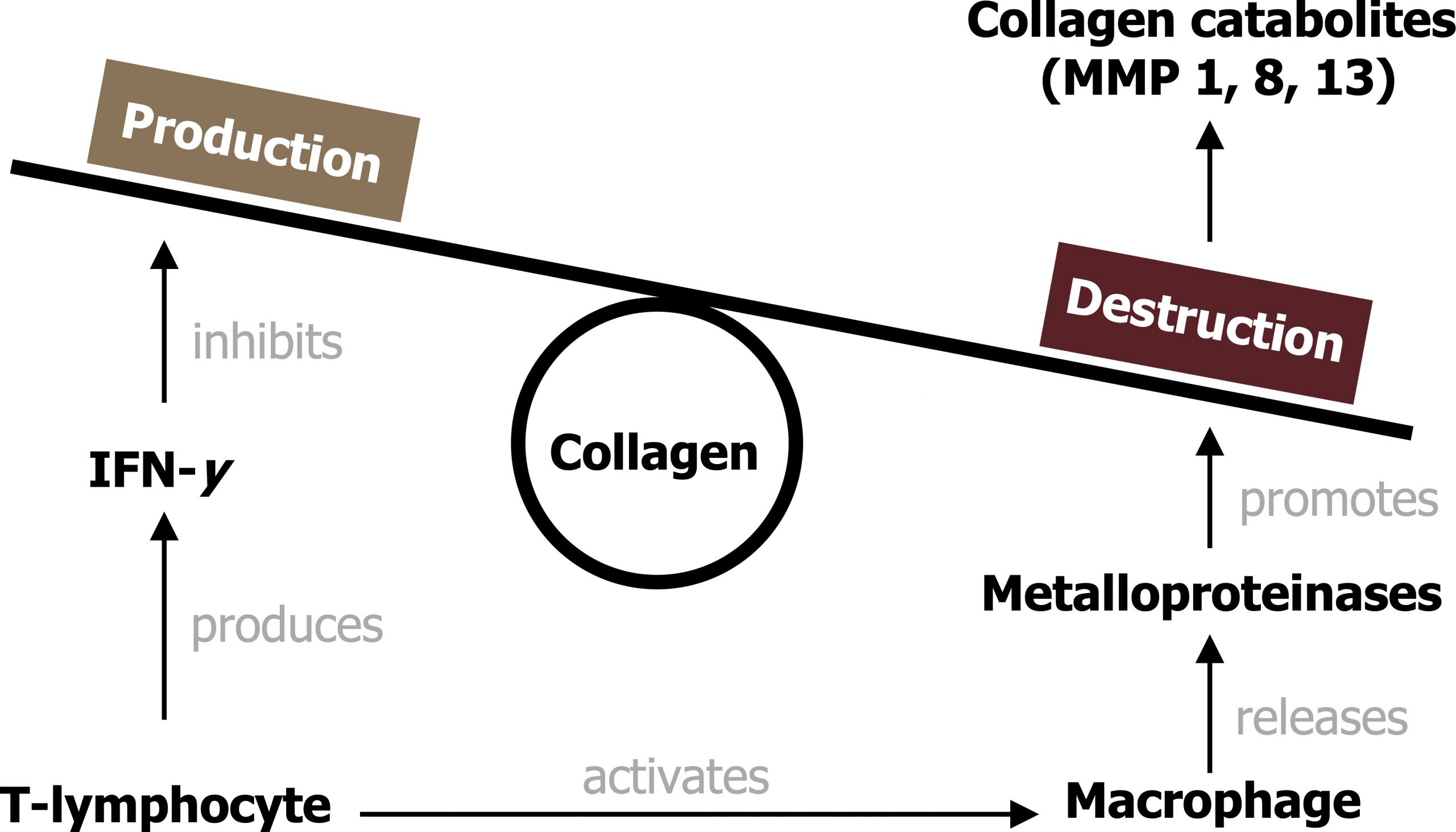 Circle with text collagen with a flat line resting on top. The left of the line is raised higher and has a rectangle with text production and the right side is lower with a rectangle with text destruction. T-lymphocyte arrow with text produces to IFN-y arrow with text inhibits to production. T-lymphocyte arrow with text activates to macrophage arrow with text releases to metalloproteinases arrow with text promotes to destruction arrow to collagen catabolites (MMP 1, 8, 13)