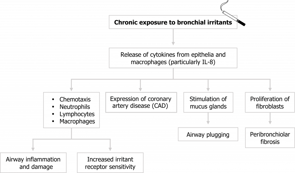 Chronic exposure to bronchial irritants arrow to release of cytokines from epithelia and macrophages (particularly IL-8) arrow to 1: chemotaxis, neutrophils, lymphocytes, macrophages arrows to airway inflammation and damage and to increased irritant receptor sensitivity. 2: Expression of CAD. 3: Stimulation of mucus glands arrow to airway plugging. 4: Proliferation of fibroblasts arrow to peribronchiolar fibrosis.