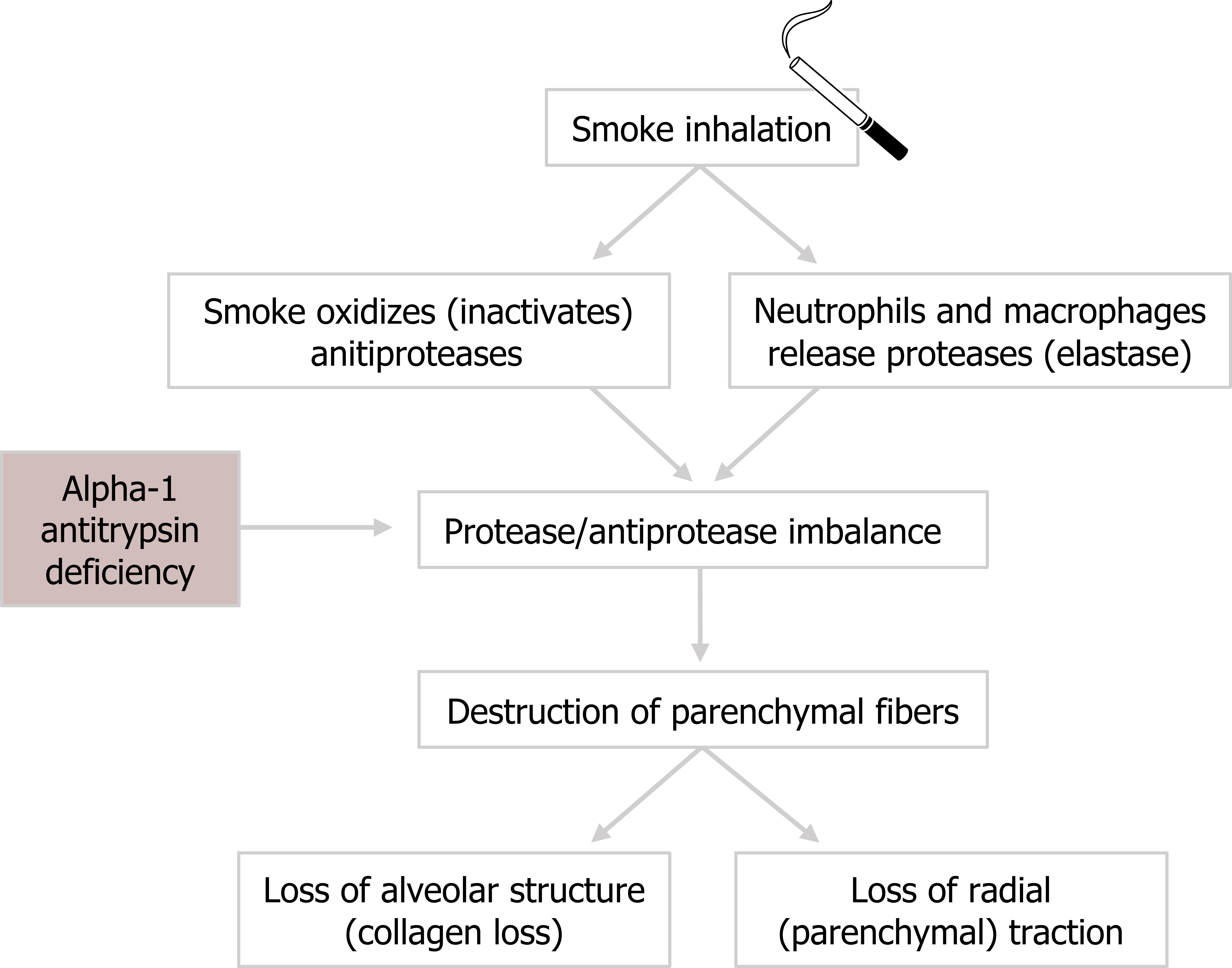 Smoke inhalation arrows to smoke oxidizes (inactivates) anti-proteases and neutrophils and macrophages release proteases (elastase) arrows combining to protease:antiprotease imbalance arrow to destruction of parenchymal fibers arrows to loss of alveolar structure (collagen loss) and loss of radial (parenchymal) traction. Alpha-1 antitrypsin deficiency arrow to protease:antiprotease imbalance