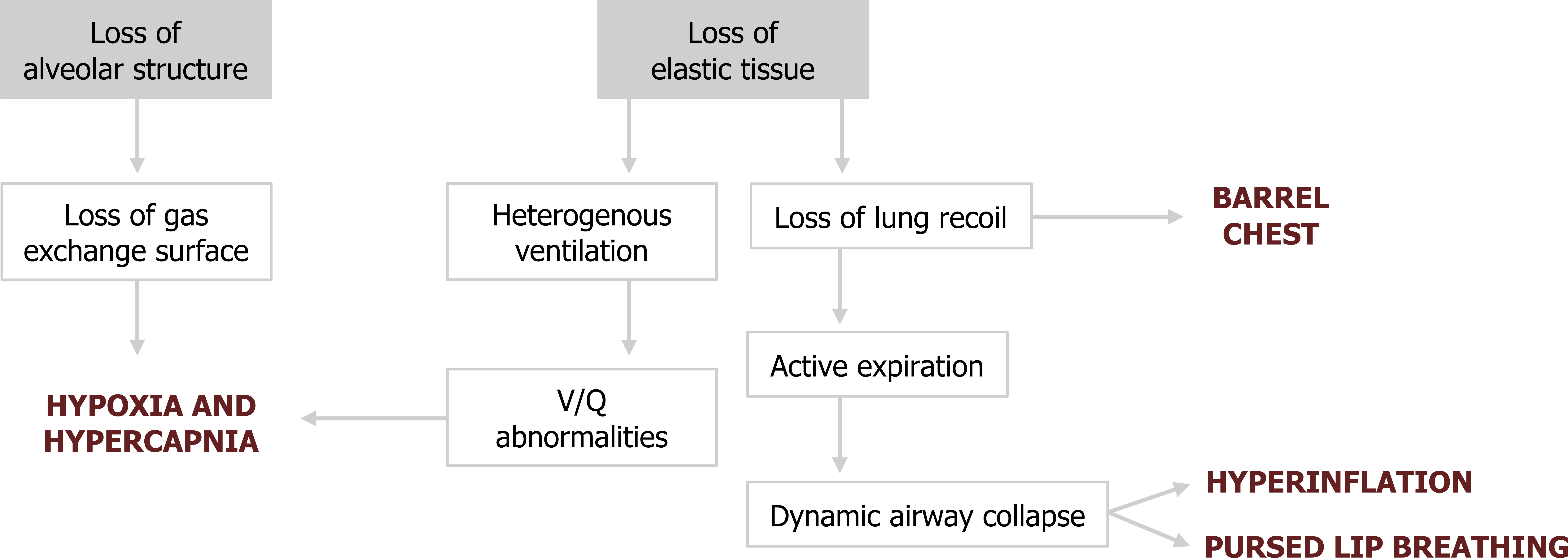 Loss of alveolar structure arrow to loss of gas exchange surface arrow to hypoxia and hypercapnia. Loss of elastic tissue arrow to heterogeneous ventilation arrow to V/Q abnormalities arrow to hypoxia and hypercapnia. Loss of elastic tissue arrow to loss of lung recoil arrow to active expiration arrow to dynamic airway collapse arrows to hyperinflation and pursed lip breathing. Loss of lung recoil arrow to barrel chest.