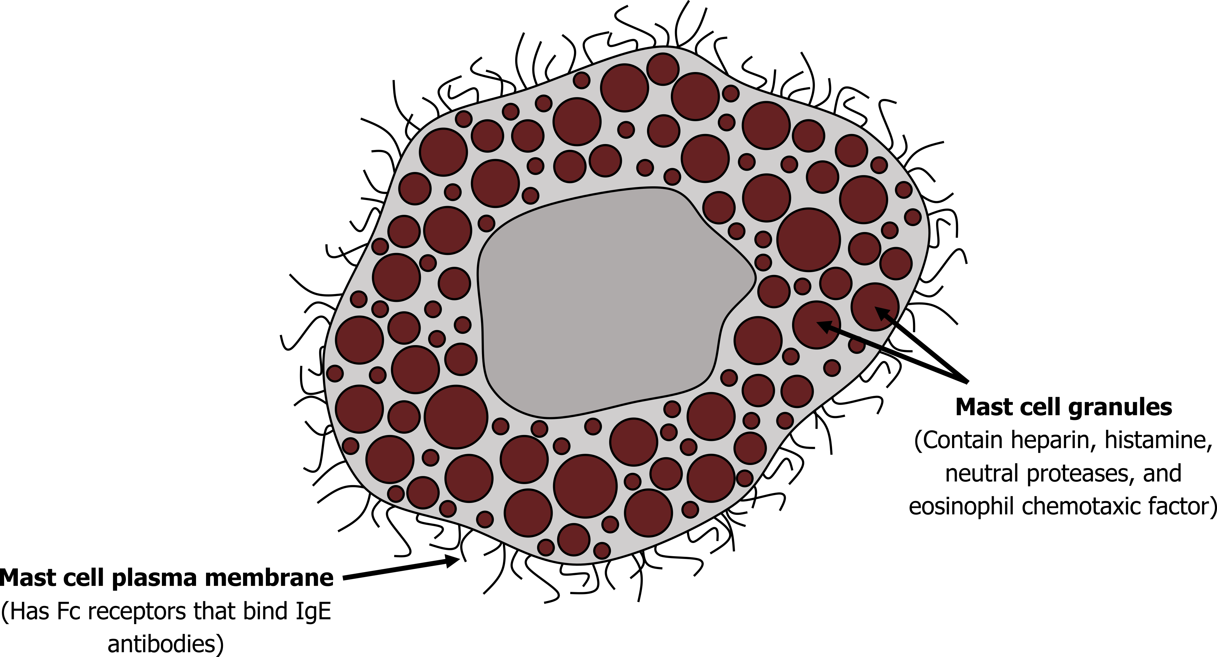 Mast cell depicted as a circle with many lines on the outside. The inside has many smaller red circles of various sizes and in the center is a plain gray circle. Text pointing to lines: Mast cell plasma membrane (Has Fc receptors that bind IgE antibodies). Text pointing to red circles: Mast cell granules (Contain heparin, histamine, neutral proteases, and eosinophil chemotactic factor)