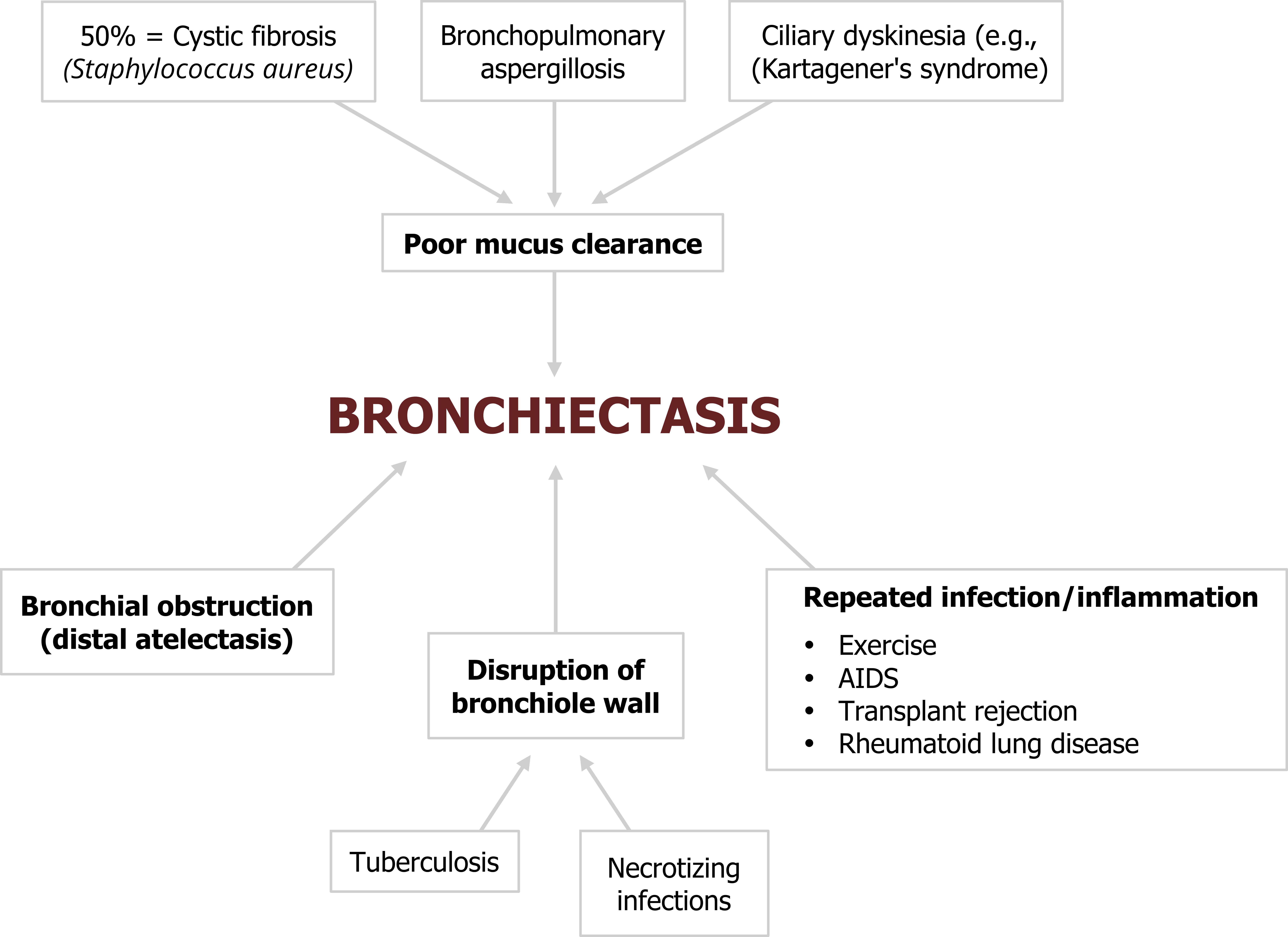 50% = cystic fibrosis (staphylococcus aureus), bronchopulmonary aspergillosis, ciliary dyskinesia (e.g. Kartagener’s Syndrome) arrows to poor mucus clearance arrow to bronchiectasis. Bronchial obstruction (distal atelectasis) arrow to bronchiectasis. Tuberculosis and necrotizing infections arrows to disruption of bronchiole wall arrow to bronchiectasis. Box titled repeated infection / inflammation with bullets exercise, AIDS, transplant rejection, rheumatoid lung disease arrow from box to bronchiectasis.
