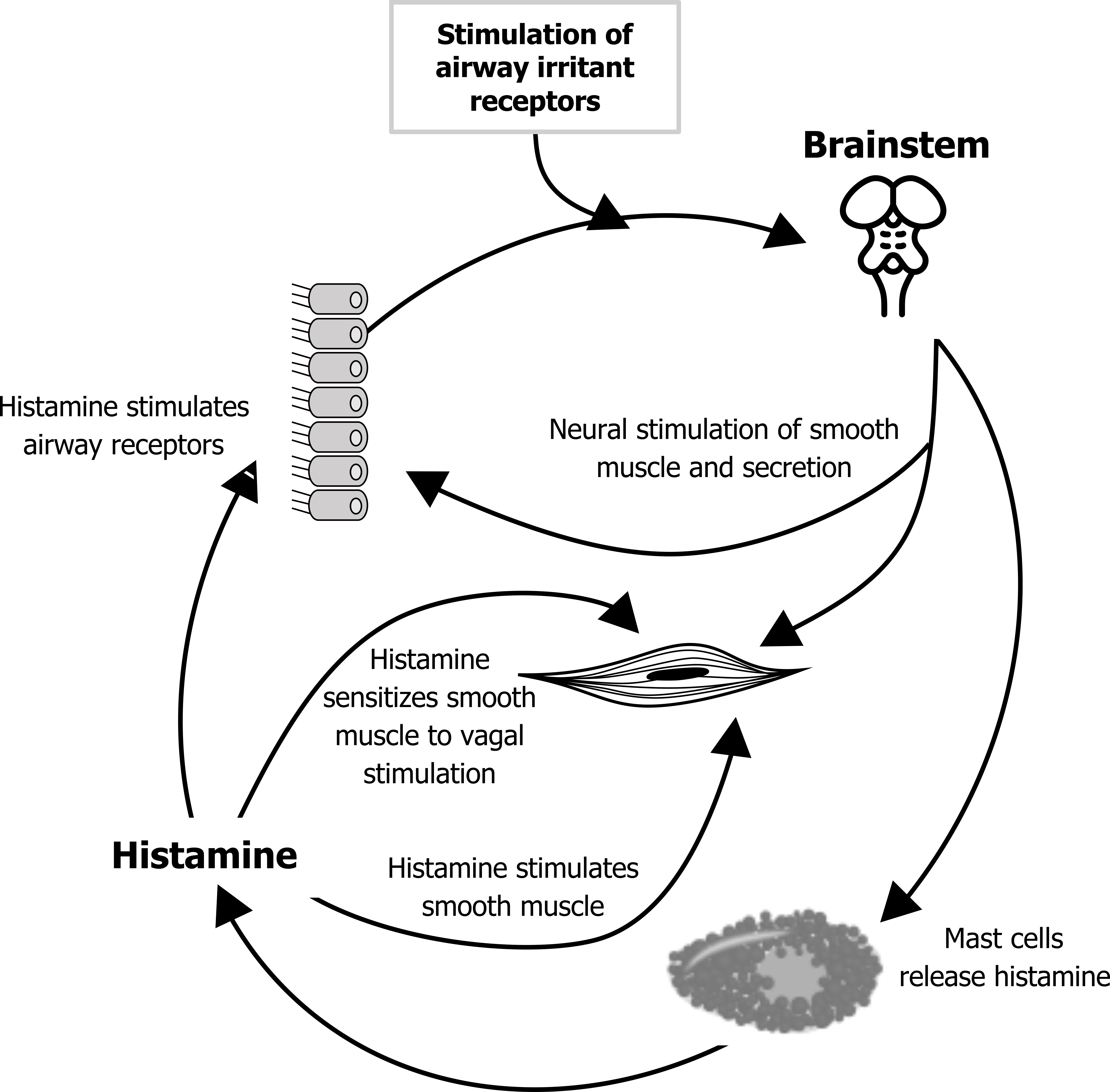 Histamine arrow with text histamine sensitizes smooth muscle to vagal stimulation to image of smooth muscle. Histamine arrow with text histamine stimulates smooth muscle to image of smooth muscle. Histamine arrow with text histamine stimulates airway receptors to image of airway receptors. Image of airway receptors arrow to brainstem. Brainstem arrow with text neural stimulation of smooth muscle and secretion to image of airway receptors. Brain stem arrow with text mast cells release histamine to mast cell image. Brainstem arrow to image of smooth muscle. Mast cell image arrow to histamine.