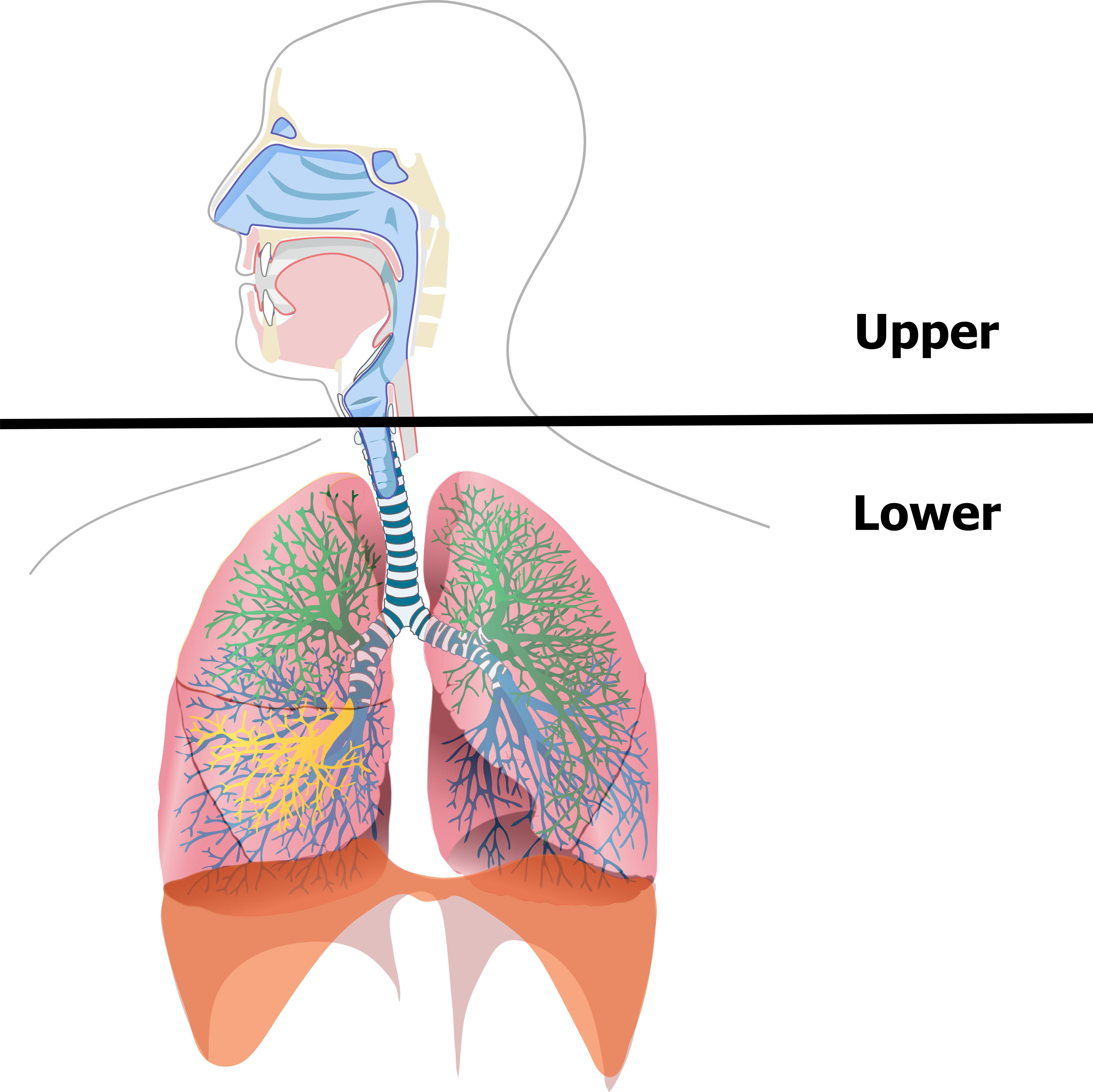 A cartoon of the airways includes the head and thorax in a coronal view. The view includes the oral and nasal cavities and the major airways leading into the lungs. A horizontal dividing line is placed at the level of the larynx. Above the line is labelled upper and below the line is labelled lower.
