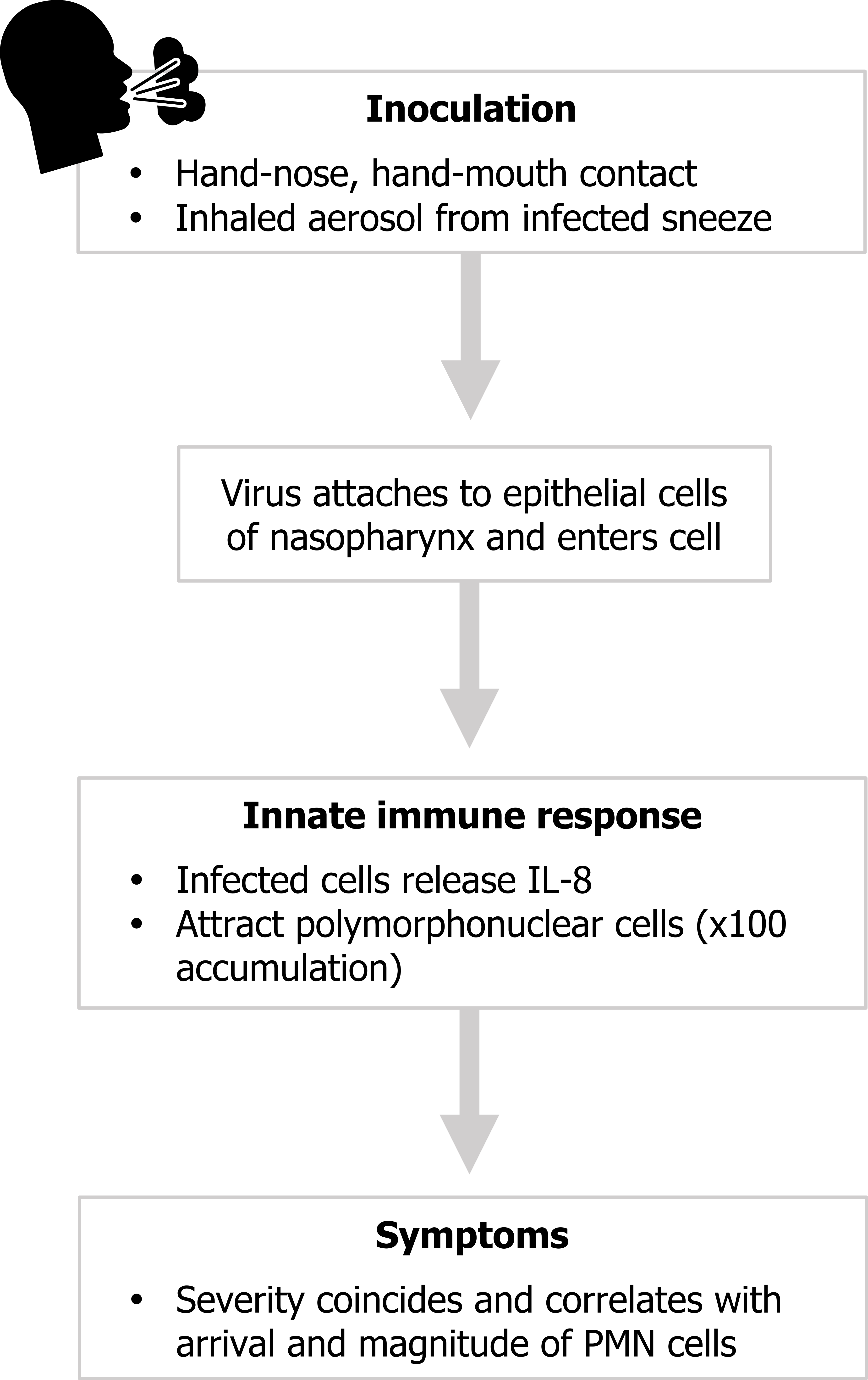 Box titled inoculation with bullet points hand-nose, hand-mouth contact, inhaled aerosol from infected sneeze arrow from box to virus attaches to epithelial cells of nasopharynx and enters cell arrow to box titled innate immune response with bullets infected cells release IL-8, attract polymorphonuclear cells (x100 accumulation) arrow from box to box titled symptoms with bullet severity coincides and correlates with arrival and magnitude of PMN cells.