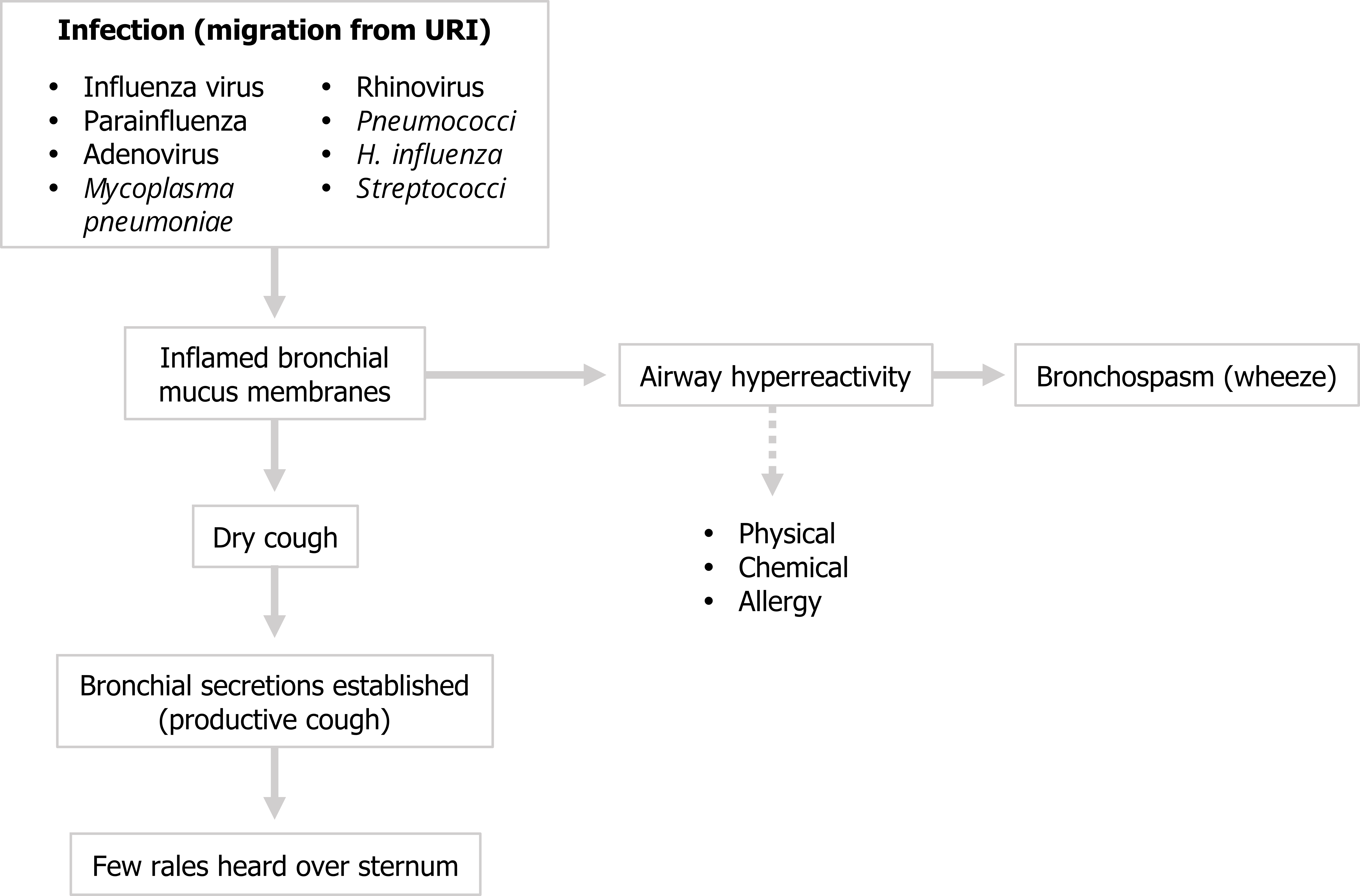 Box titled infection (migration from URI) with bullets influenza virus, parainfluenza, adenovirus, rhinovirus, mycoplasma pneumoniae, pneumococci, H. influenza, streptococci. Arrow from box to inflamed bronchial mucus membranes arrow to dry cough arrow to bronchial secretions established (productive cough) arrow to few rales heard over sternum. Inflamed bronchial mucus membranes arrow to airway hyperreactivity arrow to bronchospasm (wheeze). Airway hyperreactivity dotted airway to physical, chemical, allergy.