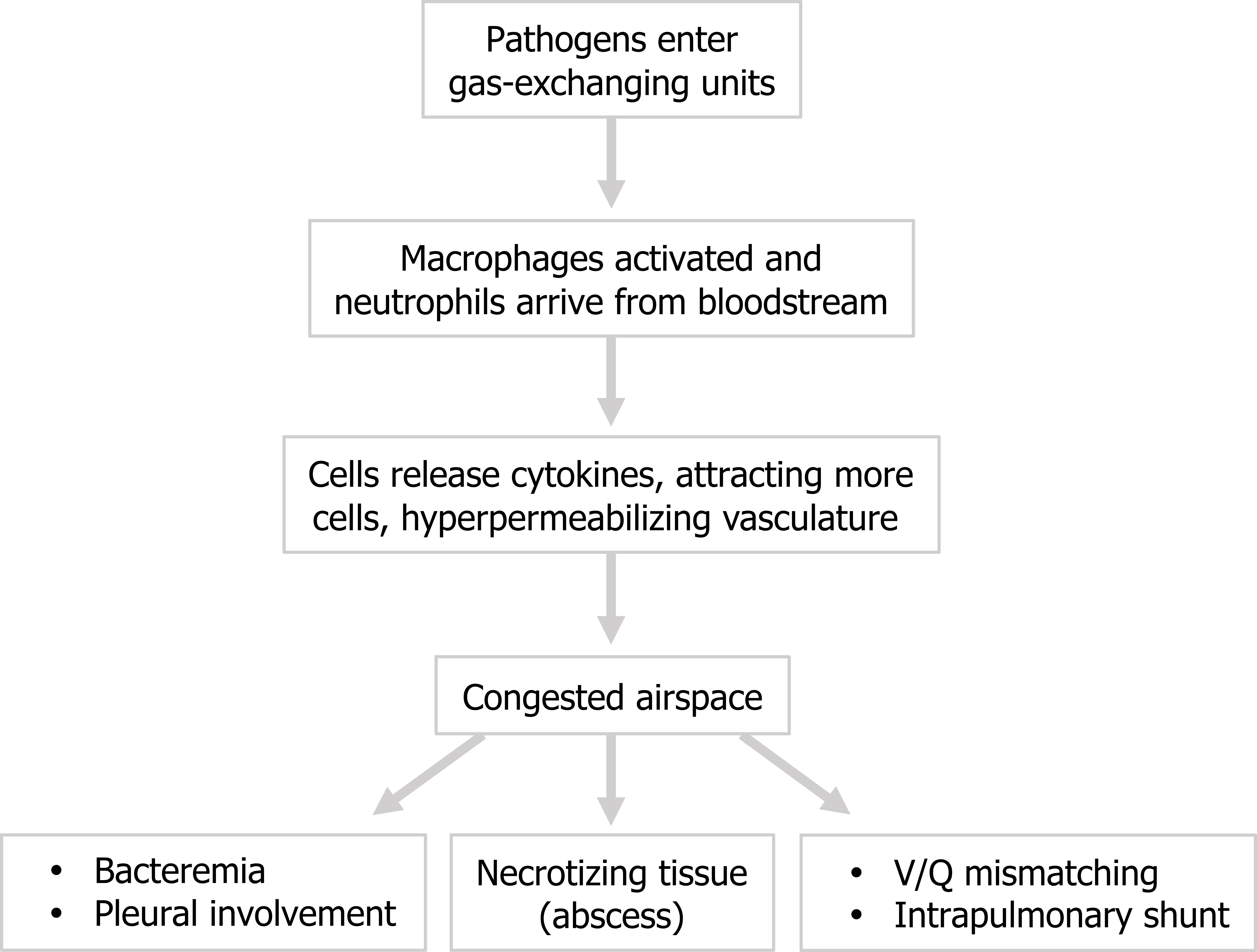 Pathogens enter gas-exchanging units arrow to macrophages activated and neutrophils arrive from bloodstream arrow to cells release cytokines, attracting more cells, hyper-permeabilizing vasculature arrow to congested airspace arrows to 1) bacteremia, pleural involvement 2) necrotizing tissue (abscess) 3) V/Q mismatching, intrapulmonary shunt.