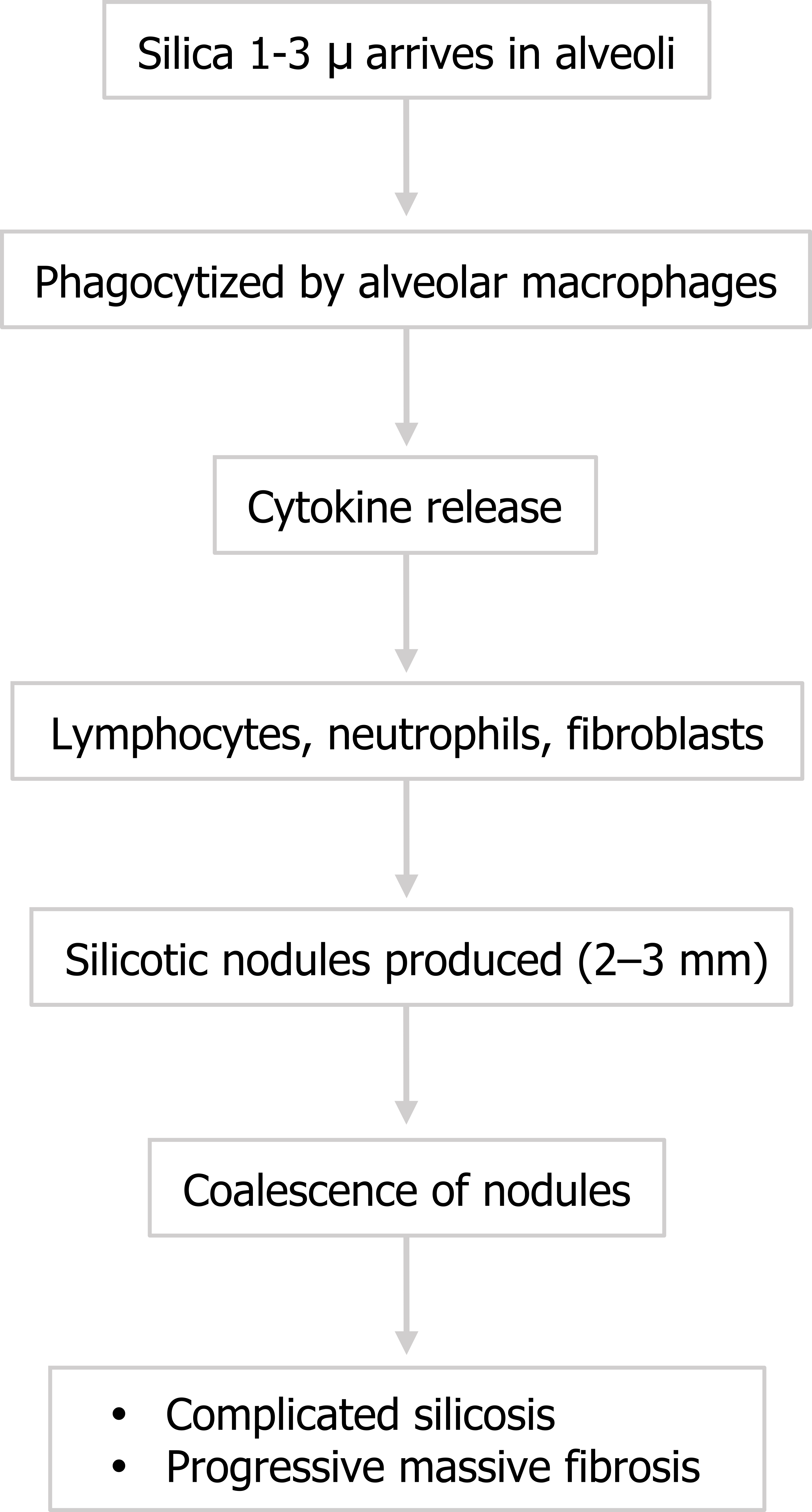 Silica 1-3 ∝ arrives in alveoli arrow to phagocytized by alveolar macrophages arrow to cytokine release arrow to lymphocytes, neutrophils, fibroblasts arrow to silicotic nodules produced (2-3mm) arrow to coalescence of nodules arrow to complicated silicosis, progressive massive fibrosis.