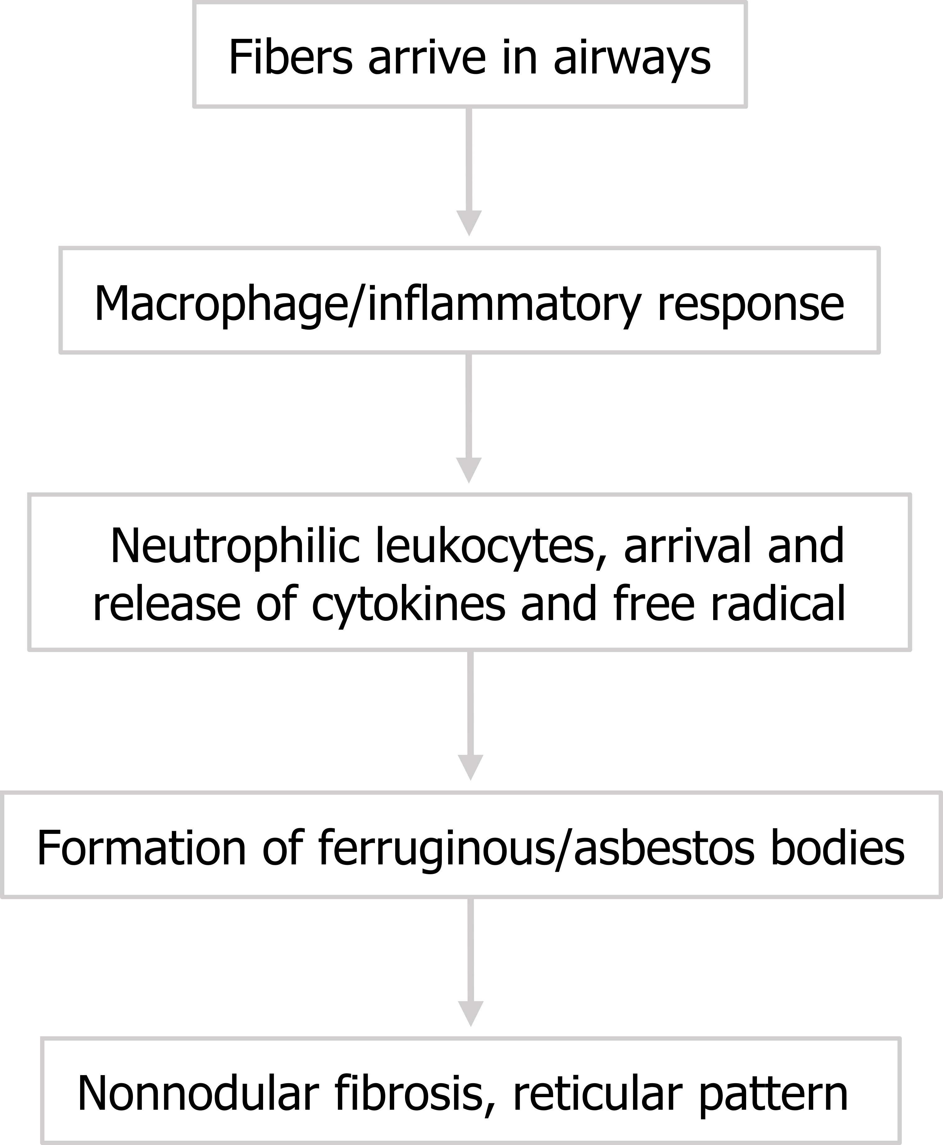 Fibers arrive in airways arrow to macrophage/inflammatory response arrow to neutrophilic leukocytes arrival and release of cytokines and free radical arrow to formation of ferruginous/asbestos bodies arrow to non-nodular fibrosis, reticular pattern
