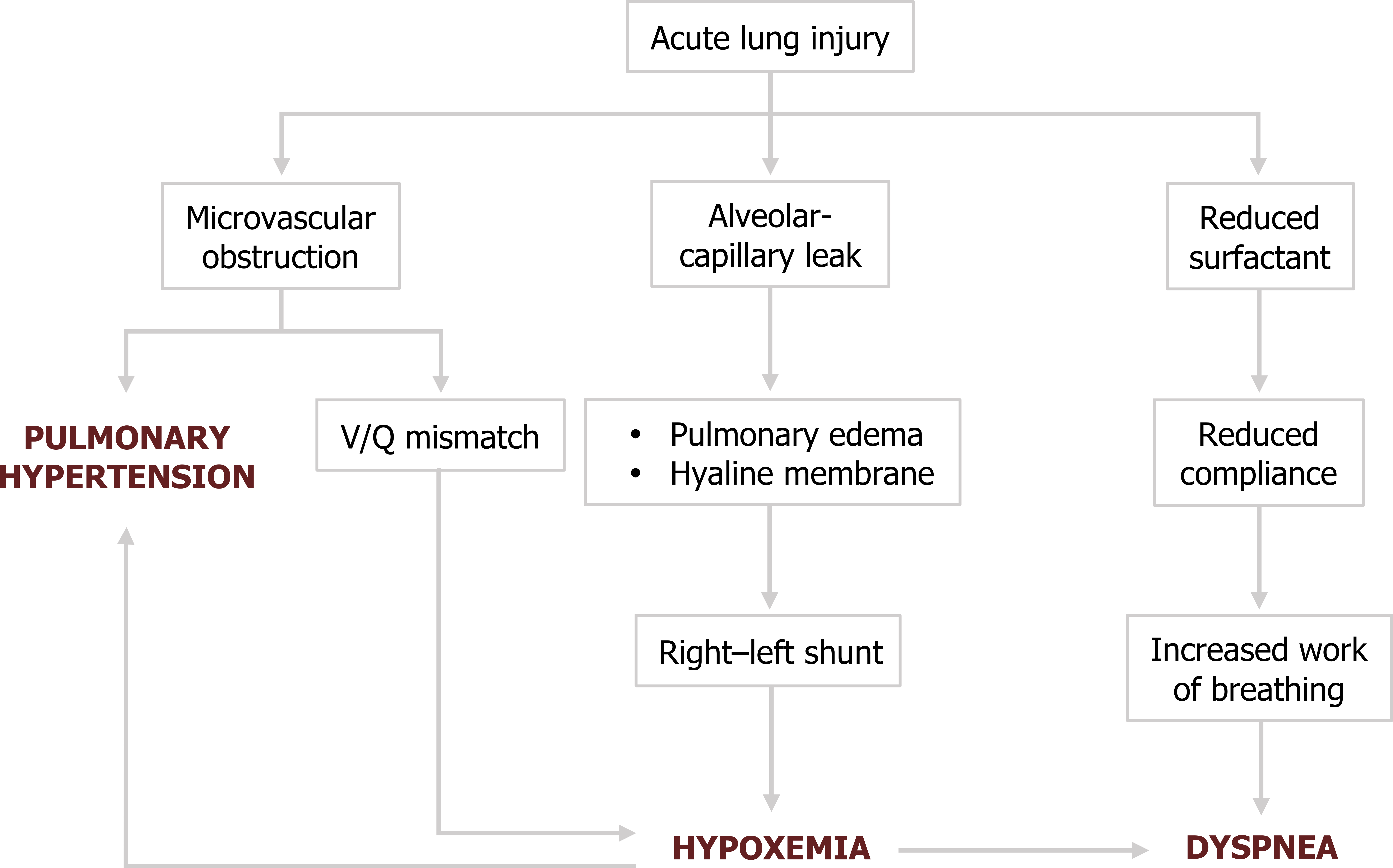 Acute lung injury arrow to alveolar-capillary leak arrow to pulmonary edema, hyaline membrane arrow to right-left shunt arrow to hypoxemia arrow to dyspnea and pulmonary hypertension. Acute lung injury arrow to microvascular obstruction arrow to pulmonary hypertension. Microvascular obstruction arrow to V/Q mismatch arrow to hypoxemia. Acute lung injury arrow to reduced surfactant arrow to reduced compliance arrow to increased work of breathing arrow to dyspnea.