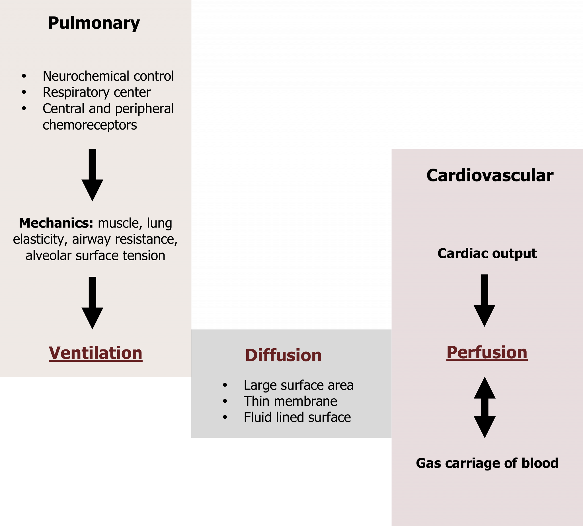 Fundamentals Pulmonary Physiology for PreClinical Students
