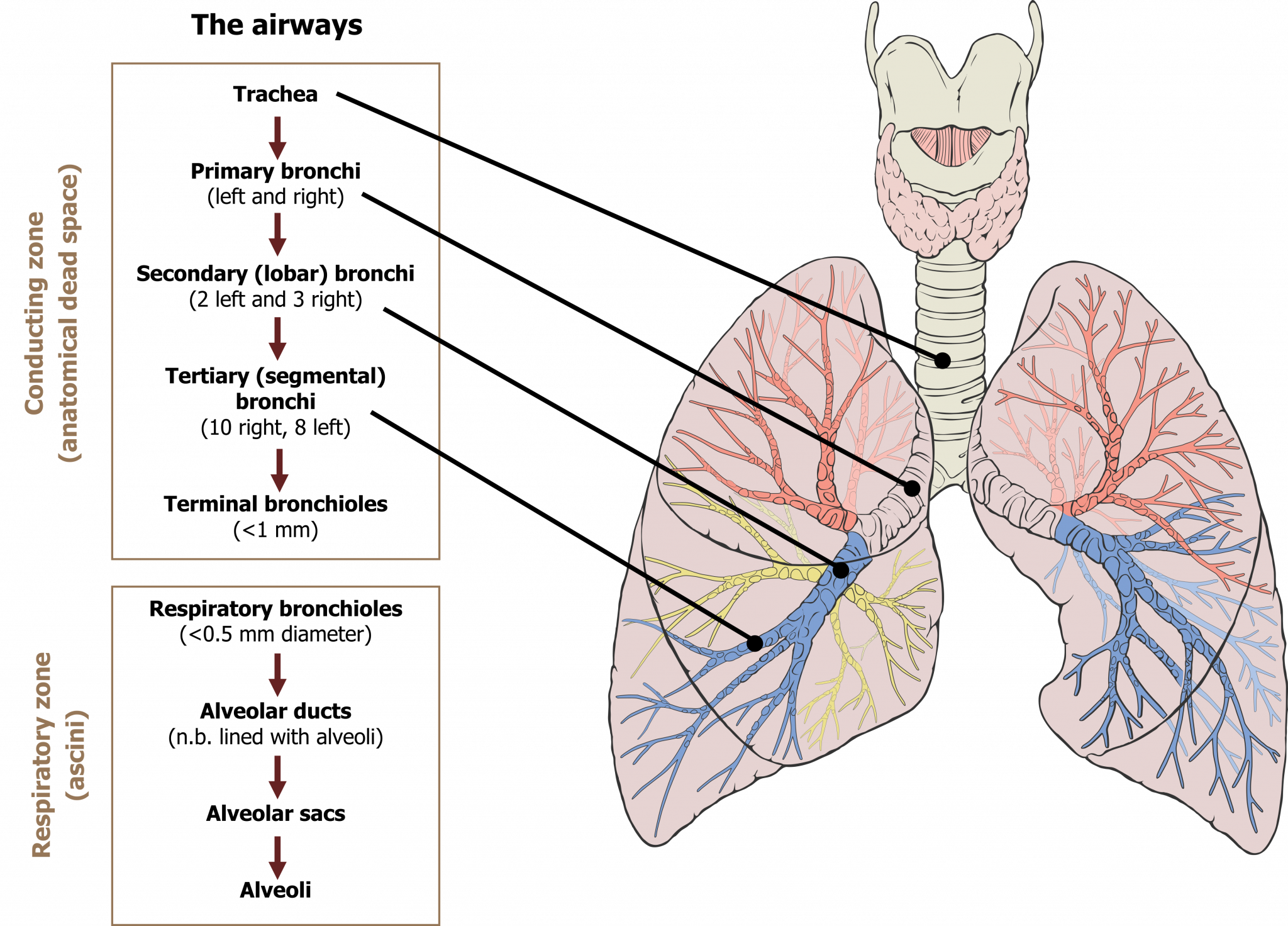 Fundamentals – Pulmonary Physiology For Pre-clinical Students