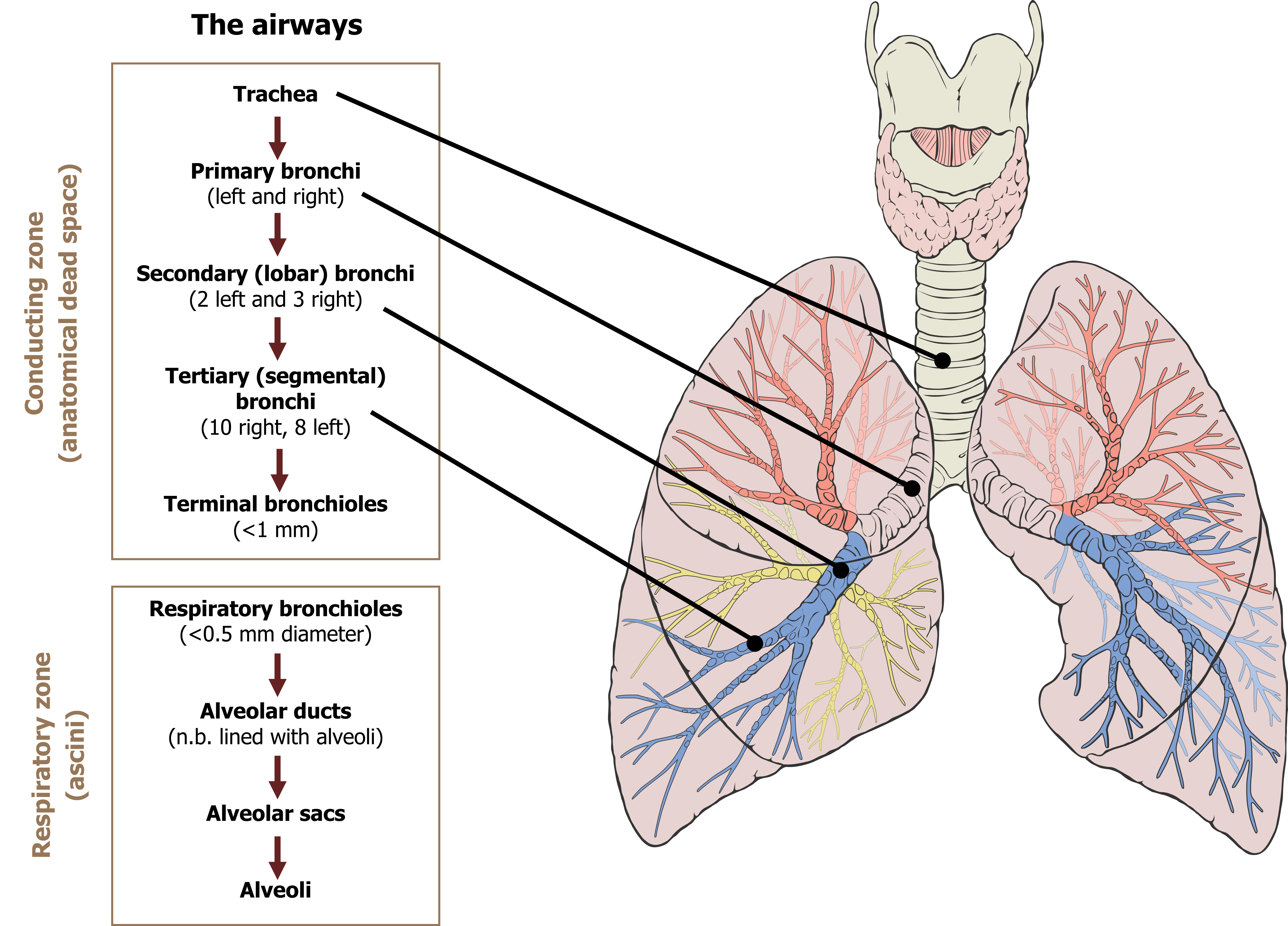 The figure contains a single column table that is divided into two rows. The upper row is labelled the conducting zone includes the airways descending from the trachea, to the primary bronchi, to secondary or lobar bronchi to the tertiary or segmental bronchi to the terminal bronchi. An illustration of the major airways is to the right of the table and arrows from the airways in the conducting zone point to their positions in the bronchial tree. The lower row of the table is labelled the respiratory zone and contains the airways that lead to the terminal alveoli, from the respiratory bronchioles to the alveolar ducts, to the alveolar sacs and ending at the alveoli.