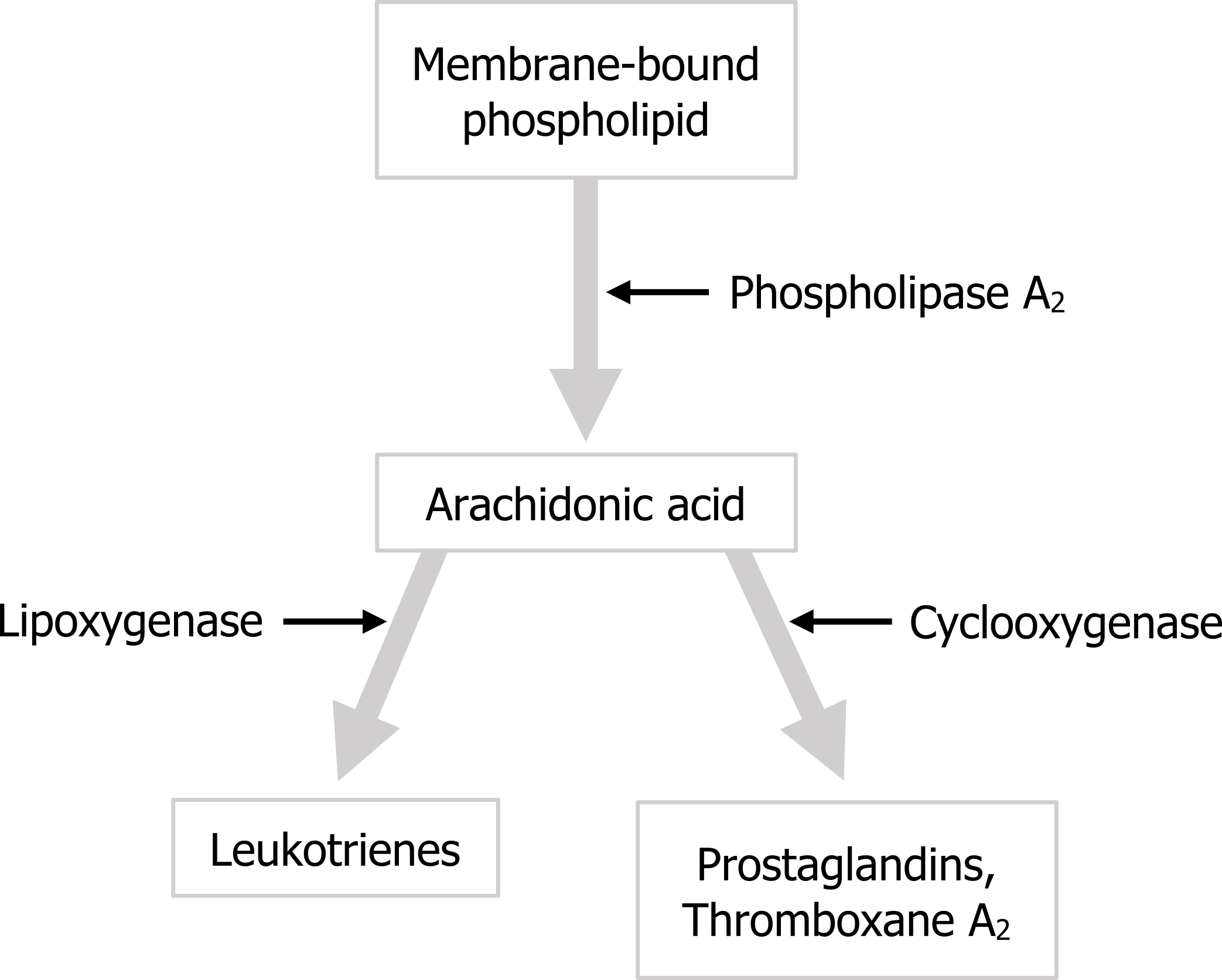 Membrane-bound phospholipid arrow with phospholipase A2 pointing to it to arachidonic acid. Arachidonic acid arrow with lipoxygenase pointing to it to leukotrienes. Arachidonic acid arrow with cyclooxygenase pointing to it to prostaglandins, thromboxane A2.