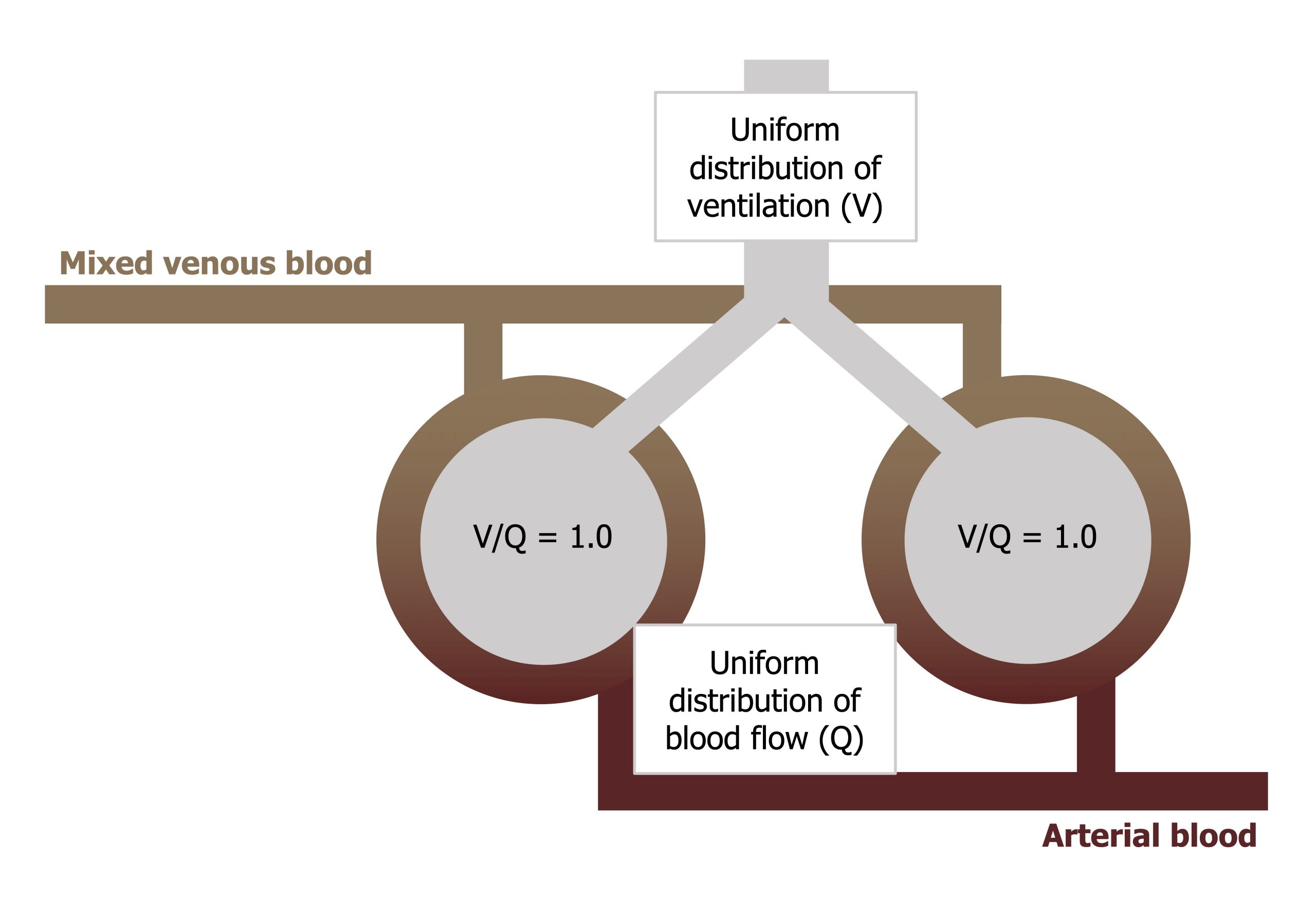 Two circular alveoli surrounded by capillaries with text inside V/Q = 1.0 connected by a branching stem with text uniform distribution of ventilation (V). Mixed venous blood enters both alveoli’s capillaries at the top and arterial blood leaving from the bottom. Text above arterial blood states uniform distribution of blood flow (Q)