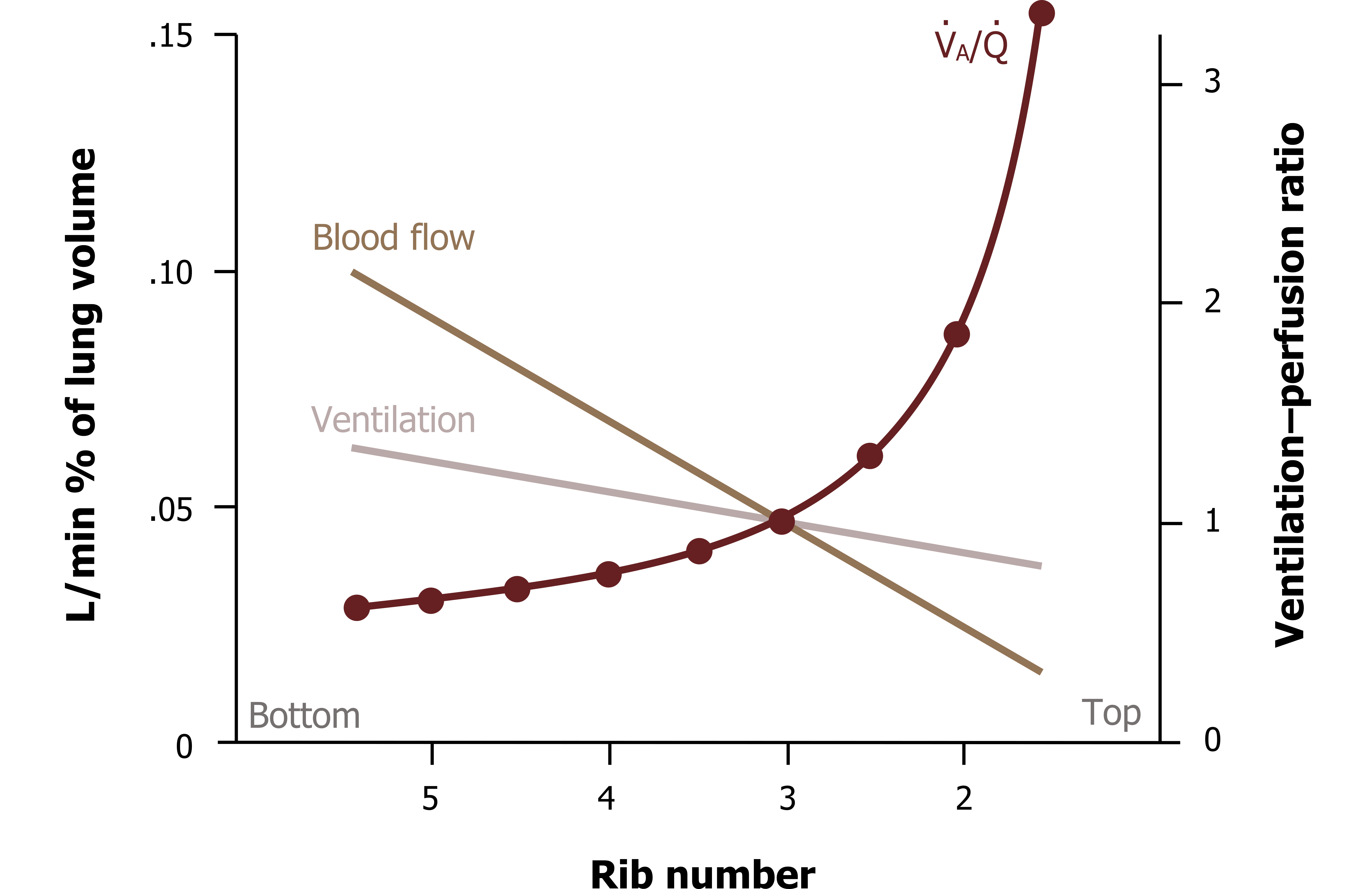 Graph with left y-axis labeled L/min % of lung volume ranging from 0 to .15 and right y-axis labeled ventilation perfusion ratio ranging from 0 to 3. Left .05 and right 1 are at the same level. Left .10 and right 2 are at the same level. Left .15 and right 3 are at the same level. X-axis labeled rib number with left side labeled bottom and beginning at 5 and right side labeled top ending at 0. The left y-axis is used in line coordinates. Line labeled blood flow beginning at (5, .10) and ending at (1, .01). Line labeled ventilation beginning at (5, .07) and ending at (1, .05). Positive curve labeled VA/Q beginning at (5, .03) and ending at (1, .15). All values are approximate