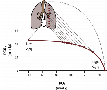 Ventilation and Perfusion – Pulmonary Physiology for Pre-Clinical Students