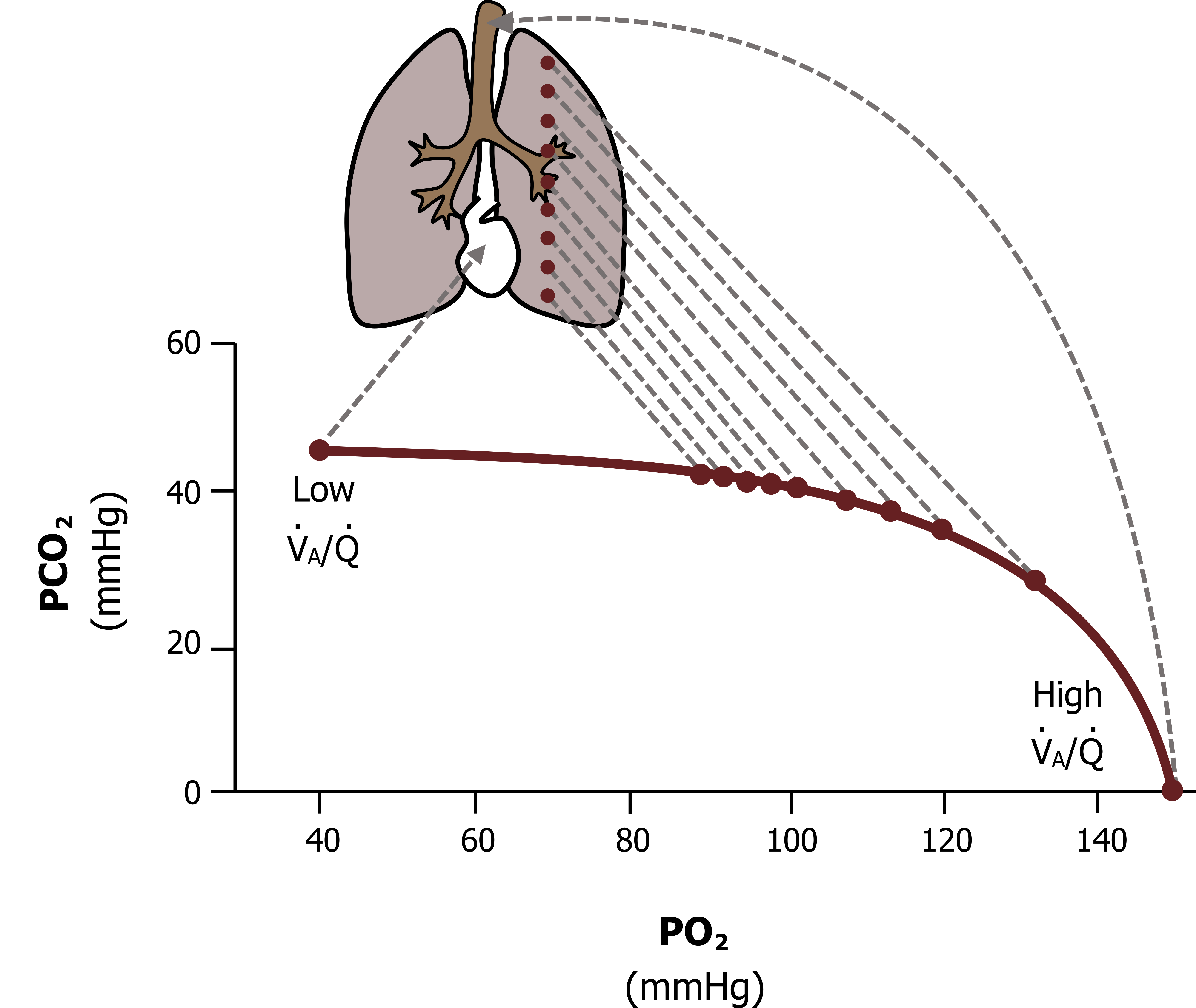 Graph with y-axis labeled P CO2 mmHG ranging from 0 to 60 and x-axis labeled P O2 mmHg ranging from 0 to 150. Curve begins at (40, 45) and ends at (150, 0). The curve is labeled Low VA/Q until x=100, and then is labeled high VA/Q. The VA/Q ratio is the lowest in the heart (start of graph), increases through lower sections of the lungs, and is highest in the trachea.All values are approximate