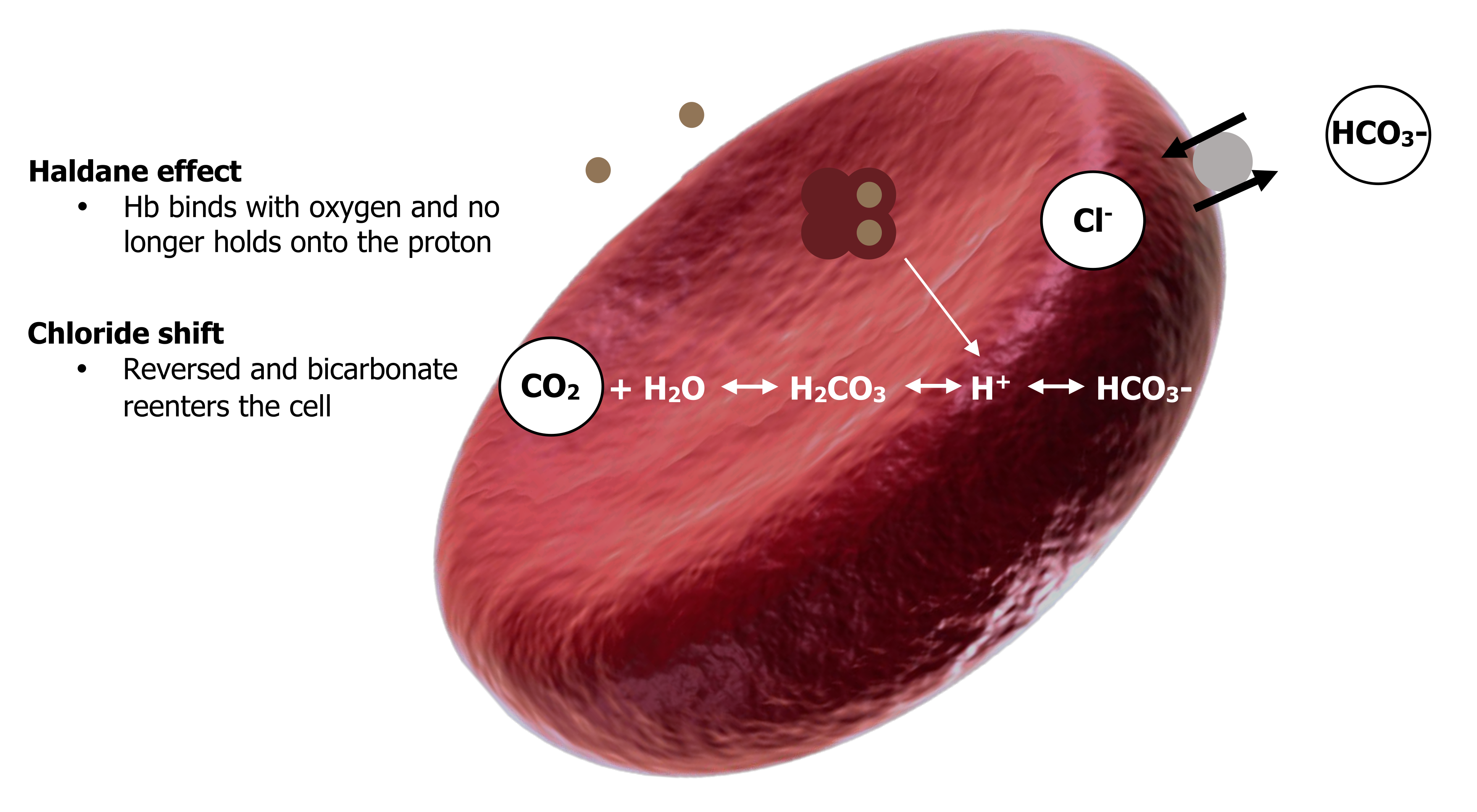 Haldane effect - Hb binds with oxygen and no longer holds onto the proton. Chloride shift- reversed and bicarbonate re-enters the cell. Transport as bicarbonate: 2 small blue circles. At the lungs: Red blood cell with equation CO2 (in orange circle) + H2O bidirectional arrow with text carbonic anhydrase to H2CO3 bidirectional arrow H+ + HCO3-. A large left facing arrow is under the equation. 2 blue circles and 2 green circles all surrounded by red with H+ next to has an arrow pointing to H+ of the equation. Gray circle at the edge of the red blood cell with an arrow pointing out with Cl- and an arrow pointing in with HCO3-.