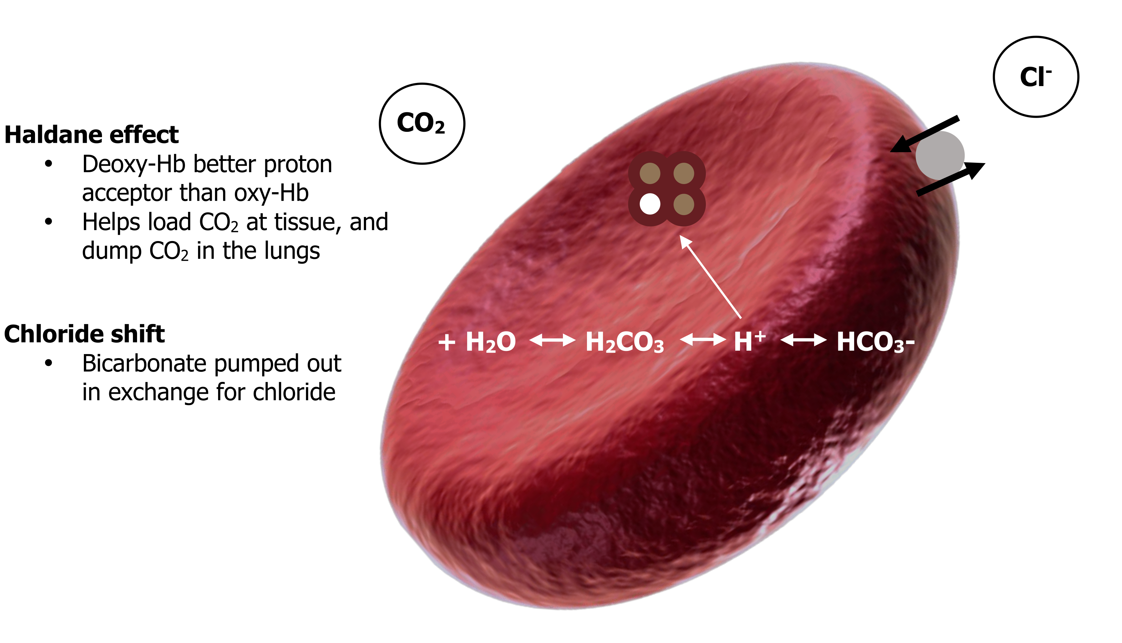 Haldane effect - deoxy-Hb better proton acceptor than oxy-Hb - helps load CO2 at tissue, and dump CO2 in the lungs. Chloride shift - bicarbonate pumped out in exchange for chloride. Transport as bicarbonate: CO2 in an orange circle. At the tissue: Red blood cell with equation + H2O bidirectional arrow with text carbonic anhydrase to H2CO3 bidirectional arrow H+ + HCO3-. Arrow points from H+ to 3 blue circles and 1 green circle all surrounded by red. Gray circle at the edge of the red blood cell with a set of bidirectional arrows. Cl- ion outside of the red blood cell.
