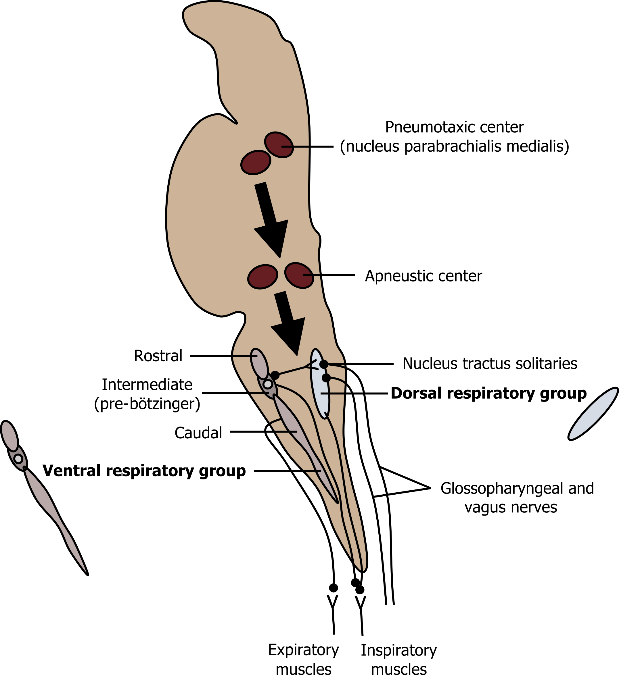 An outline of the brainstem showing from top to bottom the midbrain, pons, medulla, and spinal cord. Pons: Pneumotaxic center (nucleus parabrachialis medialis) red arrow to apneustic center green arrow into the medulla. Medulla contains the ventral respiratory group and dorsal respiratory group. Ventral respiratory group from top to bottom: rostral connected to nucleus tractus solitarius, intermediate (pre-botzinger) arrow to inspiratory muscles, caudal arrow to expiratory muscles. Dorsal respiratory group: nucleus tractus solitarius with the glossopharyngeal and vagus nerves connected at the top and arrow from the bottom to inspiratory muscles.