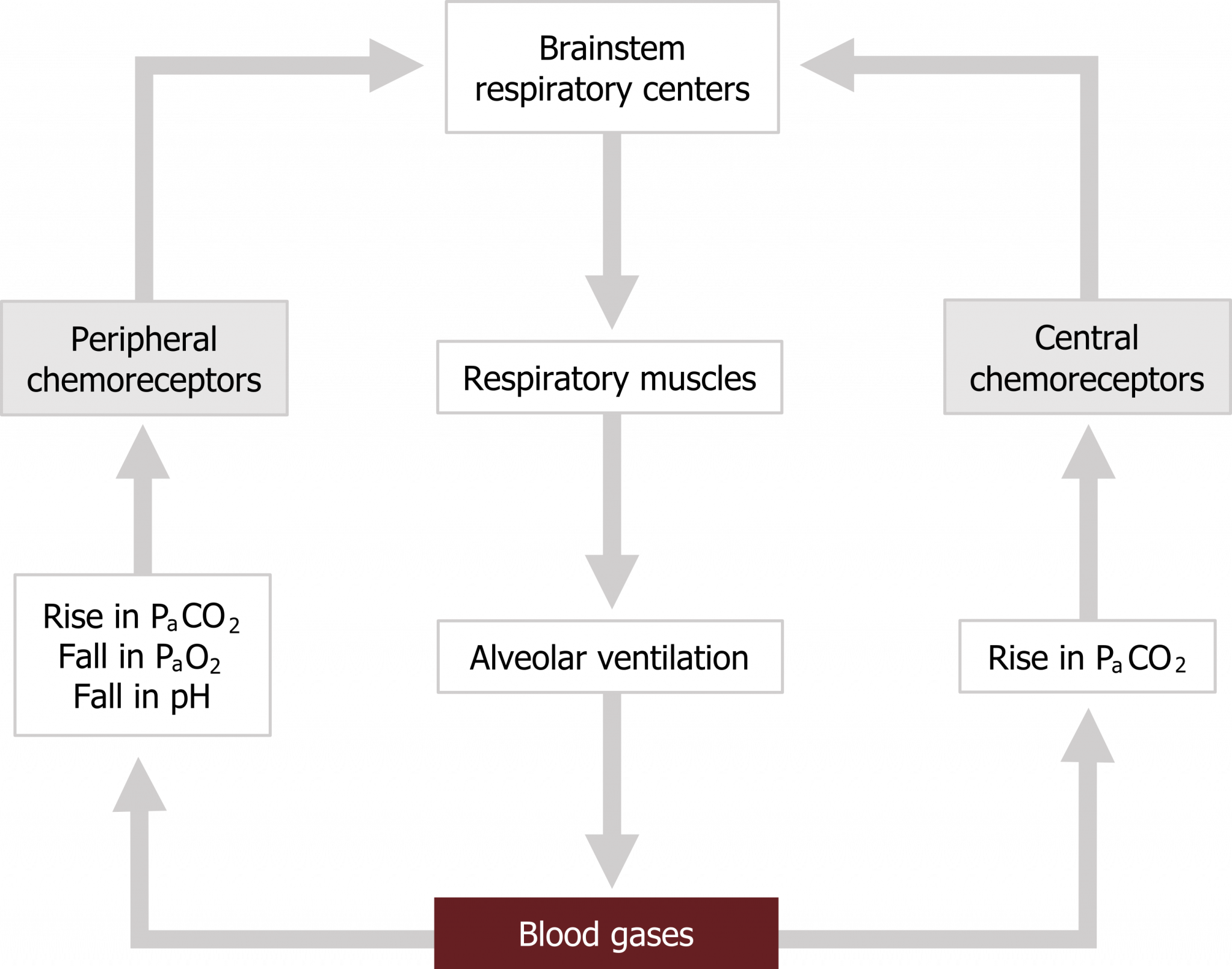 Control of Breathing Pulmonary Physiology for PreClinical Students