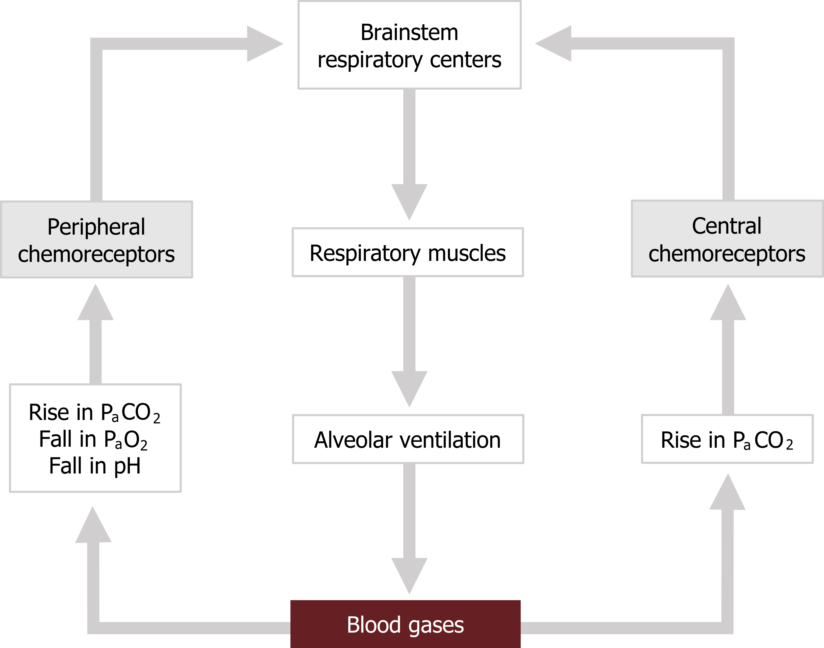 Brainstem respiratory centers arrow to respiratory muscles arrow to alveolar ventilation arrow to blood gases (red). Blood gases arrow with text rise in PaCO2 to central chemoreceptors (green) arrow to brainstem respiratory centers. Blood gases arrow with text rise in PaCO2, fall in PaO2, fall in pH to peripheral chemoreceptors (green) arrow to brainstem respiratory centers