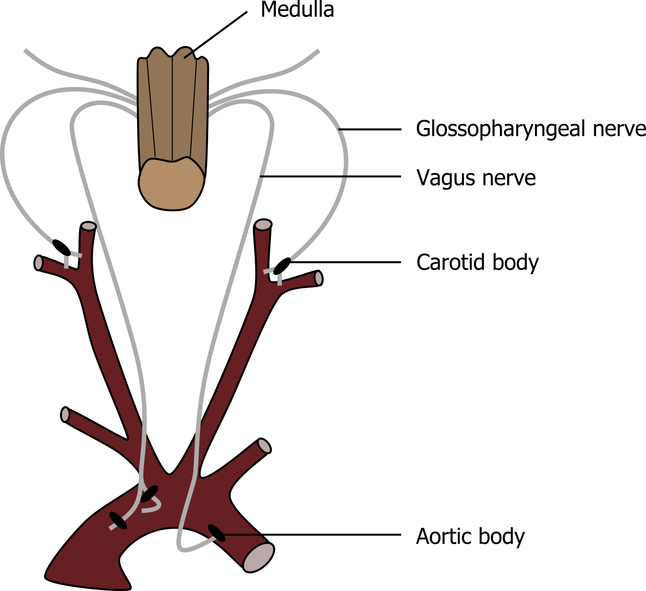 Brainstem with glossopharyngeal nerve to the left connected to the carotid sinus nerve connected to carotid bodies. The vagus nerve is to the right connected to aortic bodies