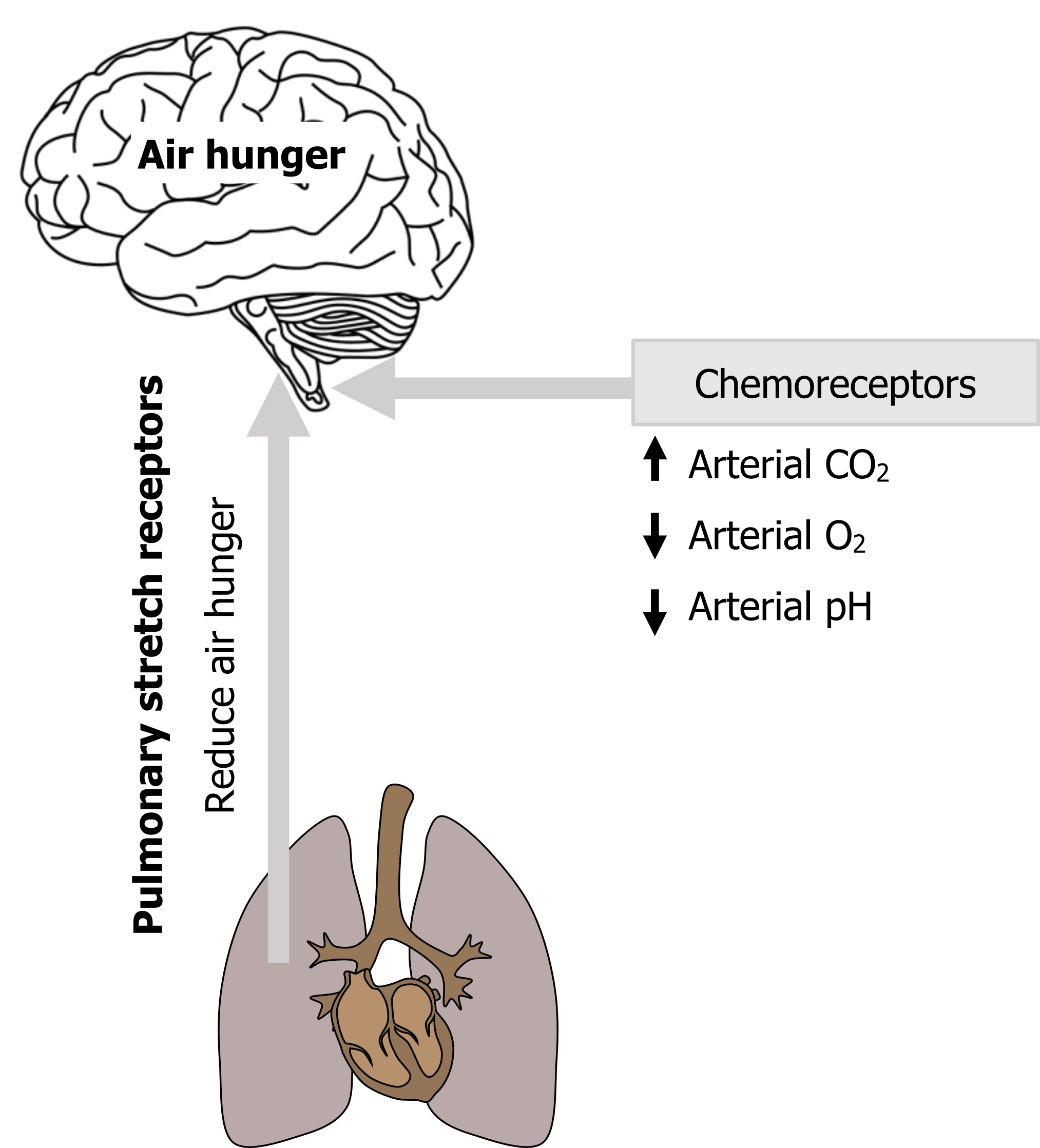 Image of lungs arrow with text Pulmonary stretch receptors, reduce air hunger to brain stem. Image of brain with arrow pointing up with text air hunger. Chemoreceptors: increases arterial CO2, decreases arterial O2, decreases arterial pH arrow to brain stem