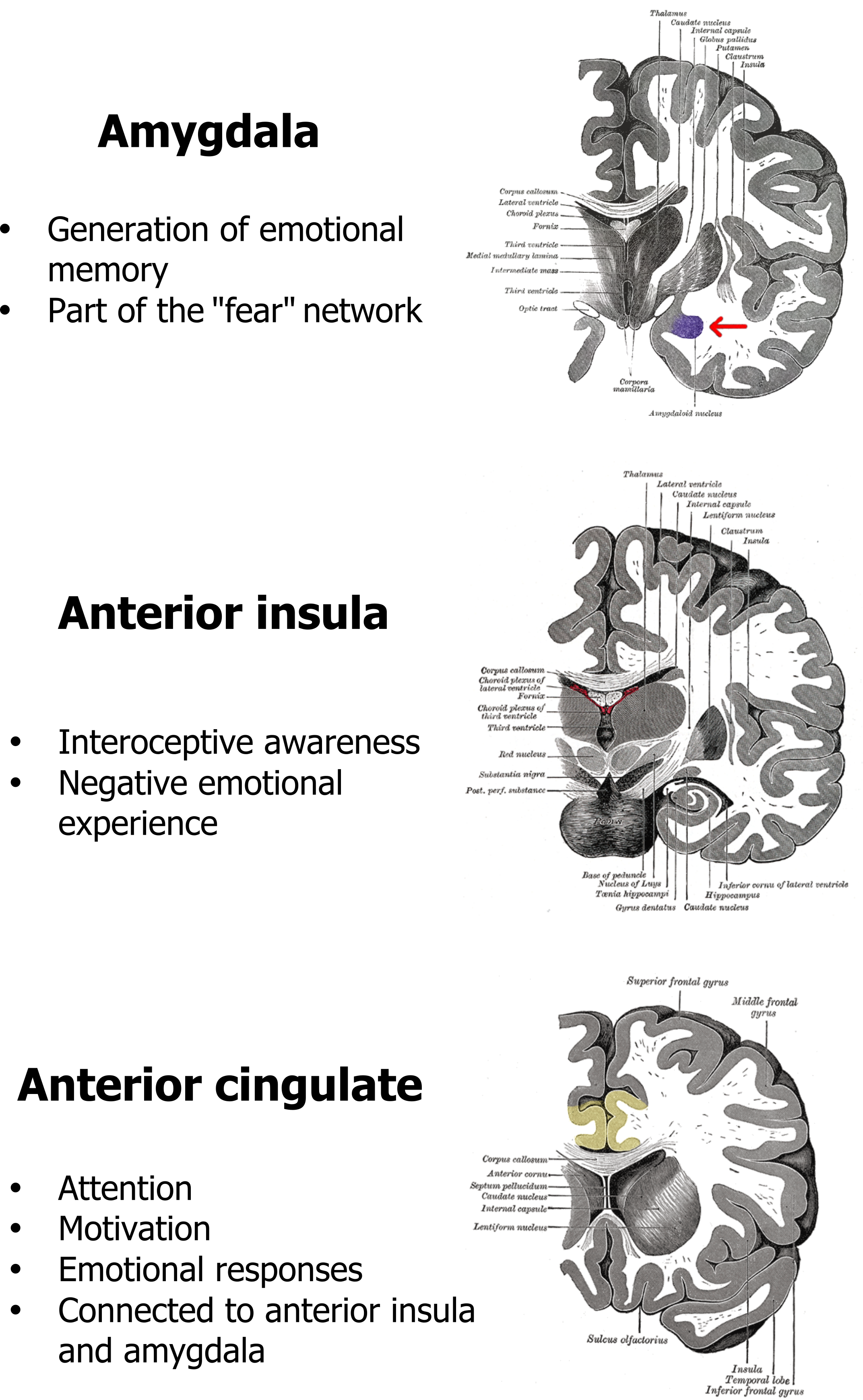 Amygdala: Generation of emotional memory, part of the ‘fear’ network. Anterior insula: interoceptive awareness, negative emotional experience. Anterior cingulate: attention, motivation, emotional responses, connected to anterior insula and amygdala