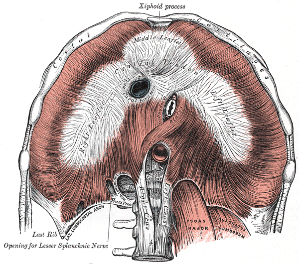 The anatomical drawing shows the structure of the diaphragm. The diaphragm appears as a sheet of muscle colored pink with a central section made of tendon (colored white). The sheet of muscle is shown to extend from the costal cartilage of the last rib to the tendons attached to the spinal column. Openings in the tendon are seen and these allow major blood vessels and nerves to pass through the diaphragm as they ascend or descend to or from the thoracic cavity.