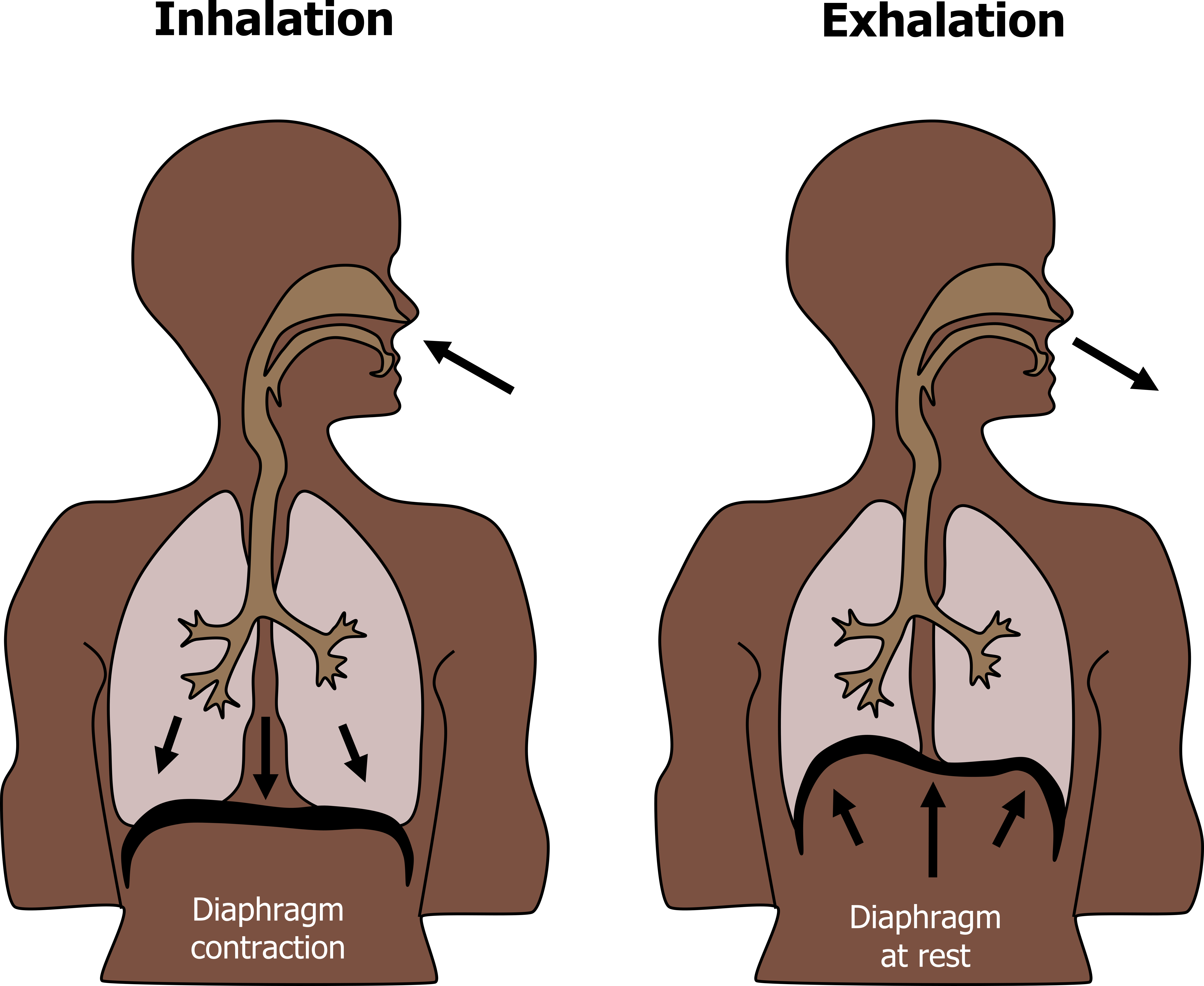 Figures depict a human outline with airway track and organs outlined. Inhalation - diaphragm contraction with arrows pointing down from the lungs into the diaphragm. Exhalation - diaphragm at rest with arrows pointing up from the diaphragm into the lungs.