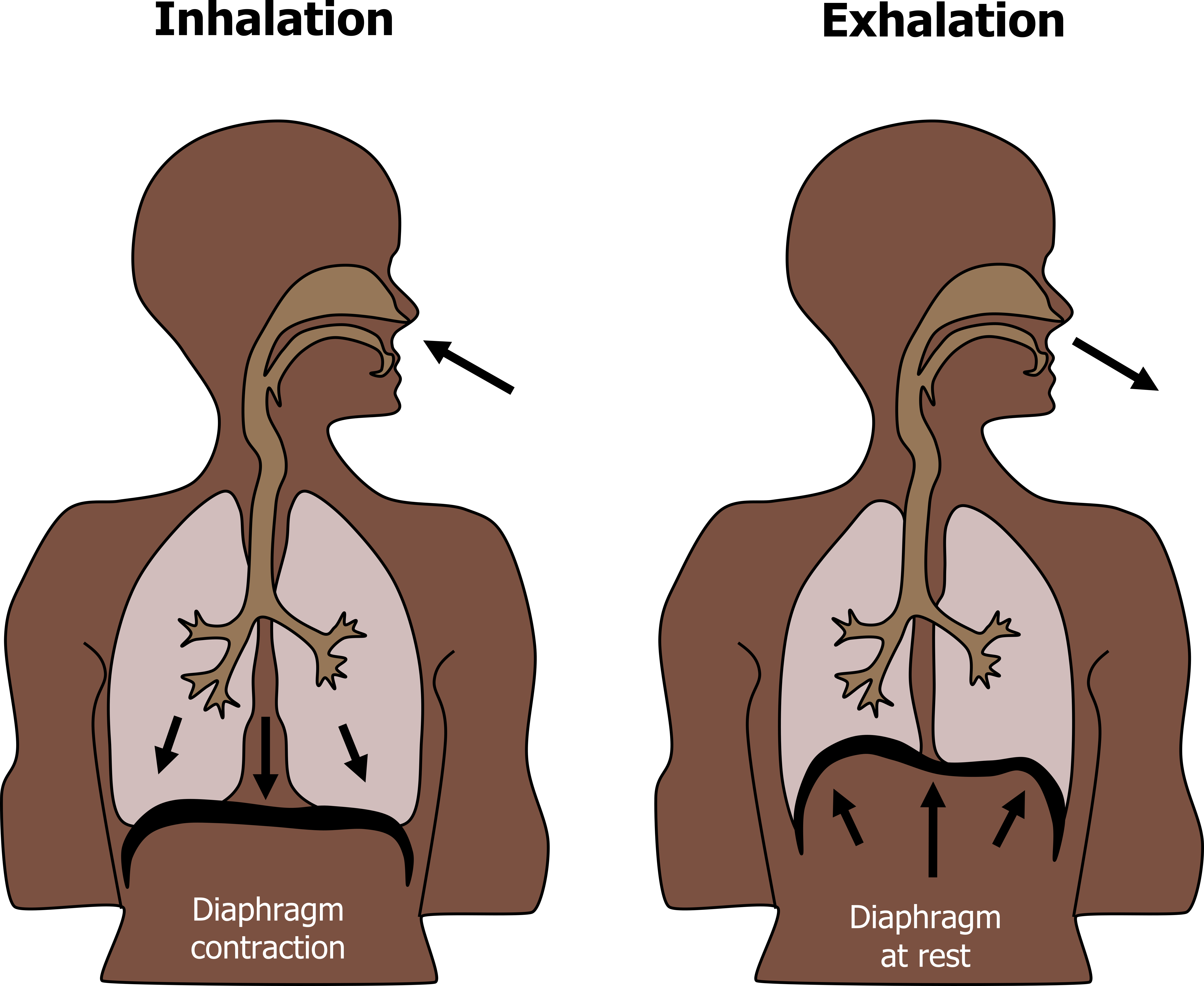 Mechanics Of The Lungs Pulmonary Physiology For Pre Clinical Students