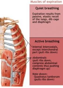 Mechanics of the Lungs – Pulmonary Physiology for Pre-Clinical Students