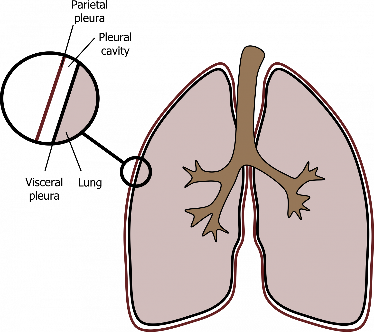 Mechanics of the Lungs – Pulmonary Physiology for Pre-Clinical Students