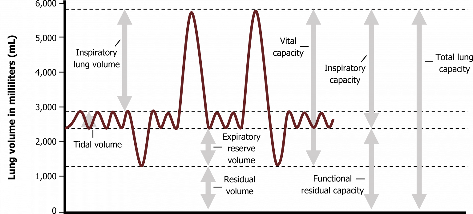 Lung Volumes and Compliance – Pulmonary Physiology for Pre-Clinical ...