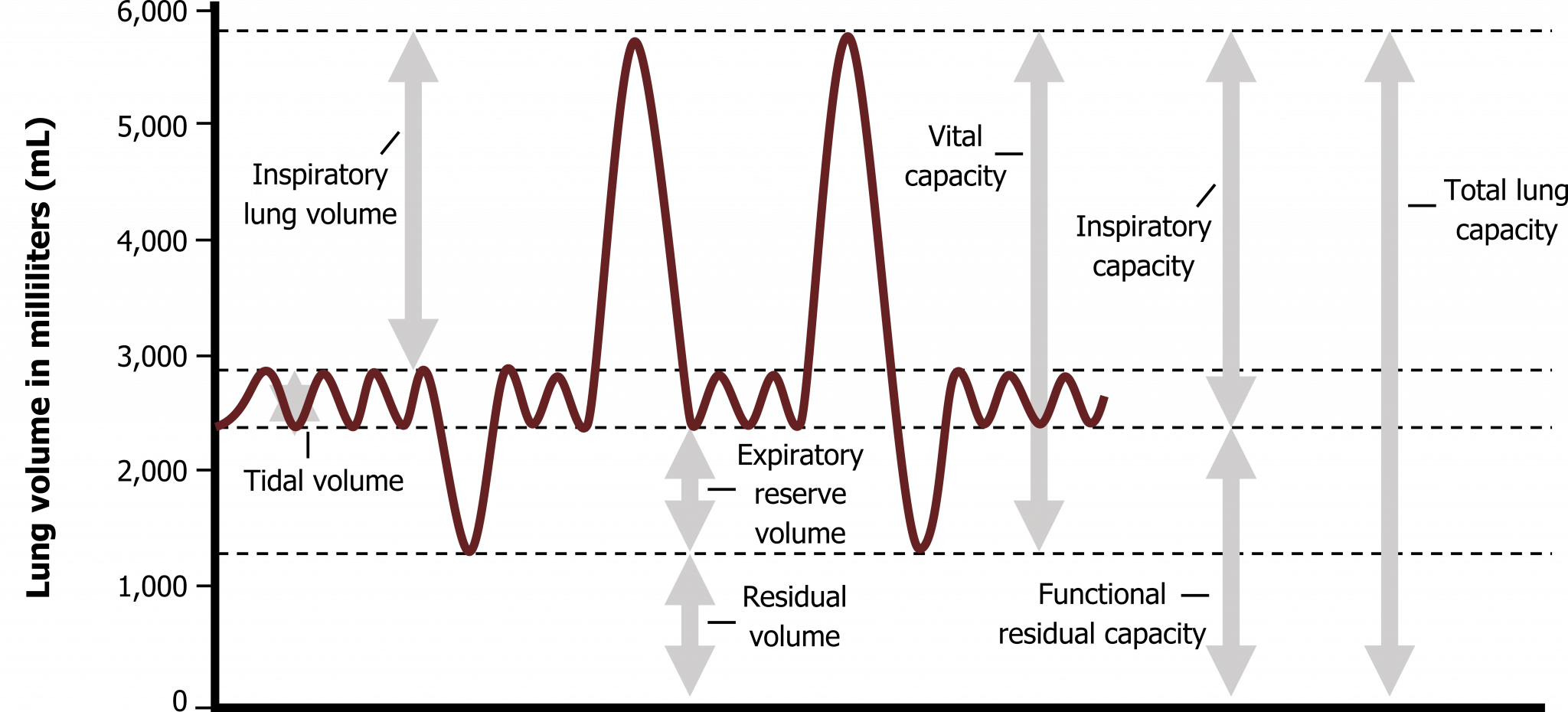 Pulmonary Volumes And Capacities Chart