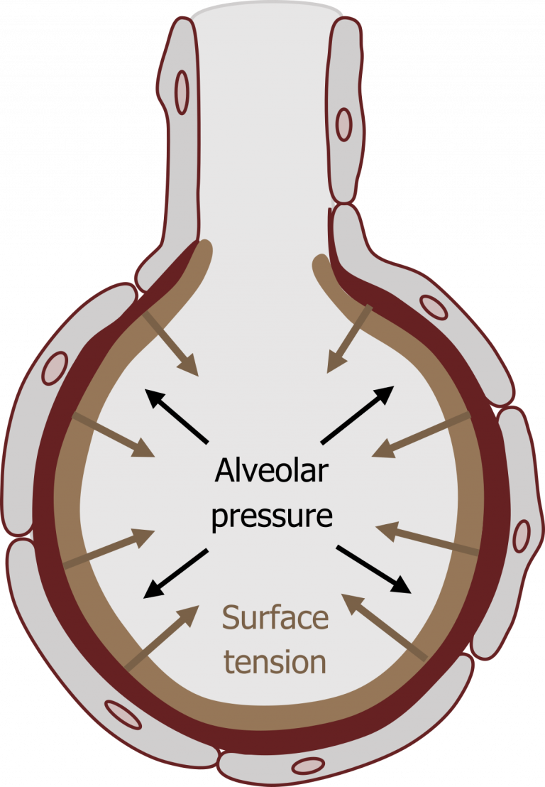 Lung Volumes And Compliance Pulmonary Physiology For Pre Clinical Babes