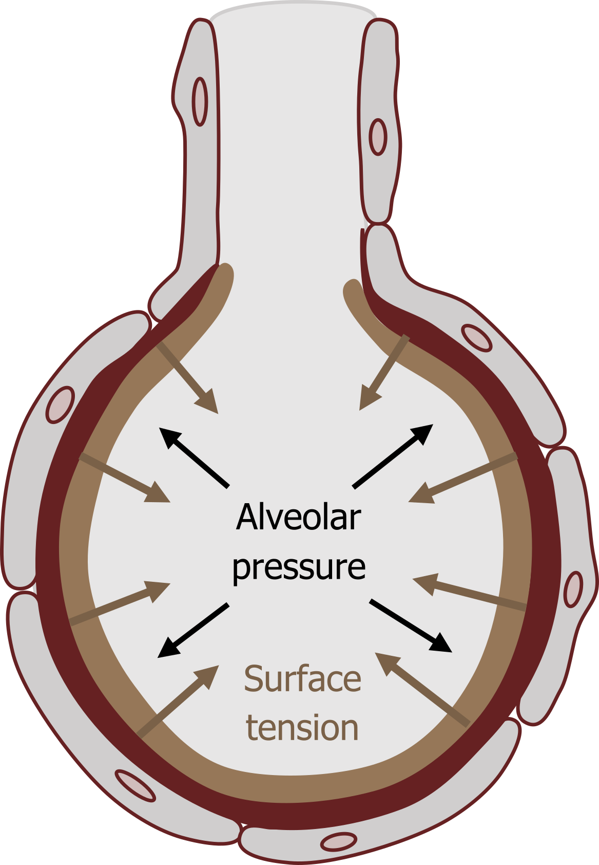 Alveoli surrounded by the alveolar wall and a capillary with blood cells of various oxygenated states. Arrows pointing from the center out are labeled alveolar pressure. Arrows pointing from the outside to the center labeled surface tension.