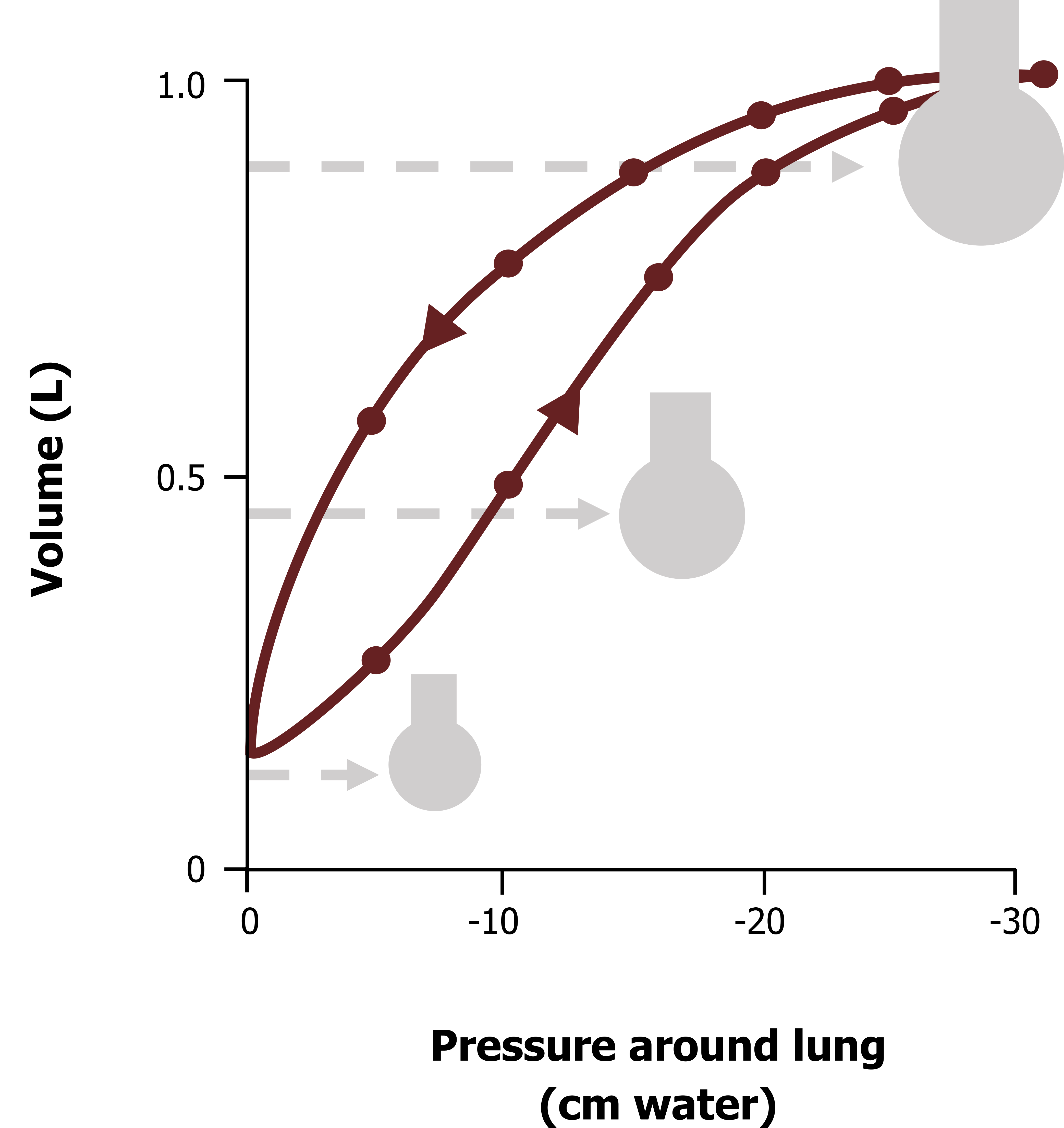 Graph as described in figure 2.3 with small, medium, and large alveoli depicted with horizontal arrows overlaid. Small alveoli at (-10, 0.1), medium alveoli at (-20, 0.4), and large alveoli at (-30, 0.8). All values are approximate.