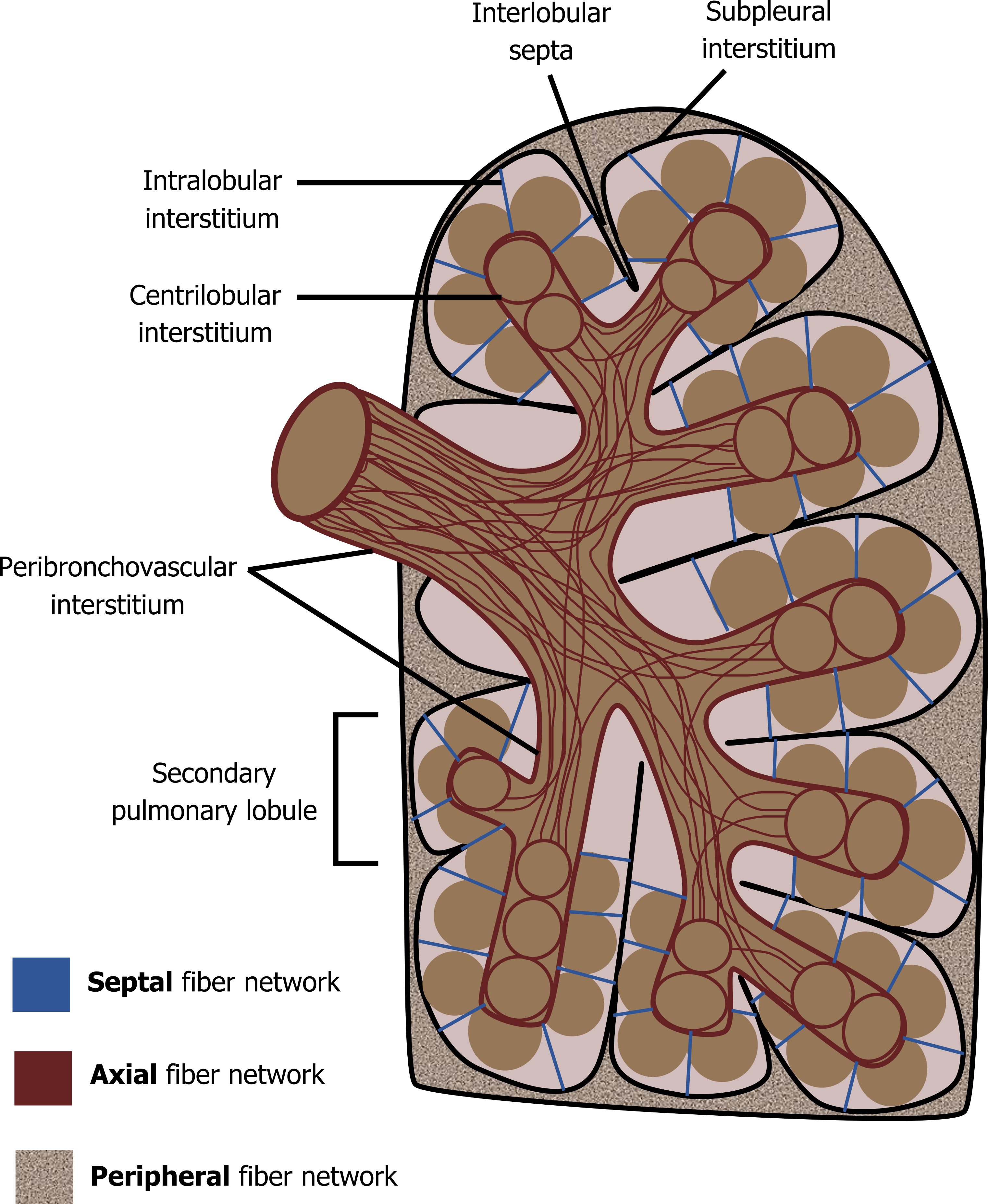 The figure shows a cartoon of a lung with a bronchi entering the lung and dividing into bronchi that lead to distinct lobes within the lung. These airways have red line along their length that are labelled as the axial fiber network. The distinct lobes are pink and have blue lines across their area that are labelled septal fiber networks. The regions of the lung surrounding the lobes are sand colored and labelled as peripheral fiber networks.