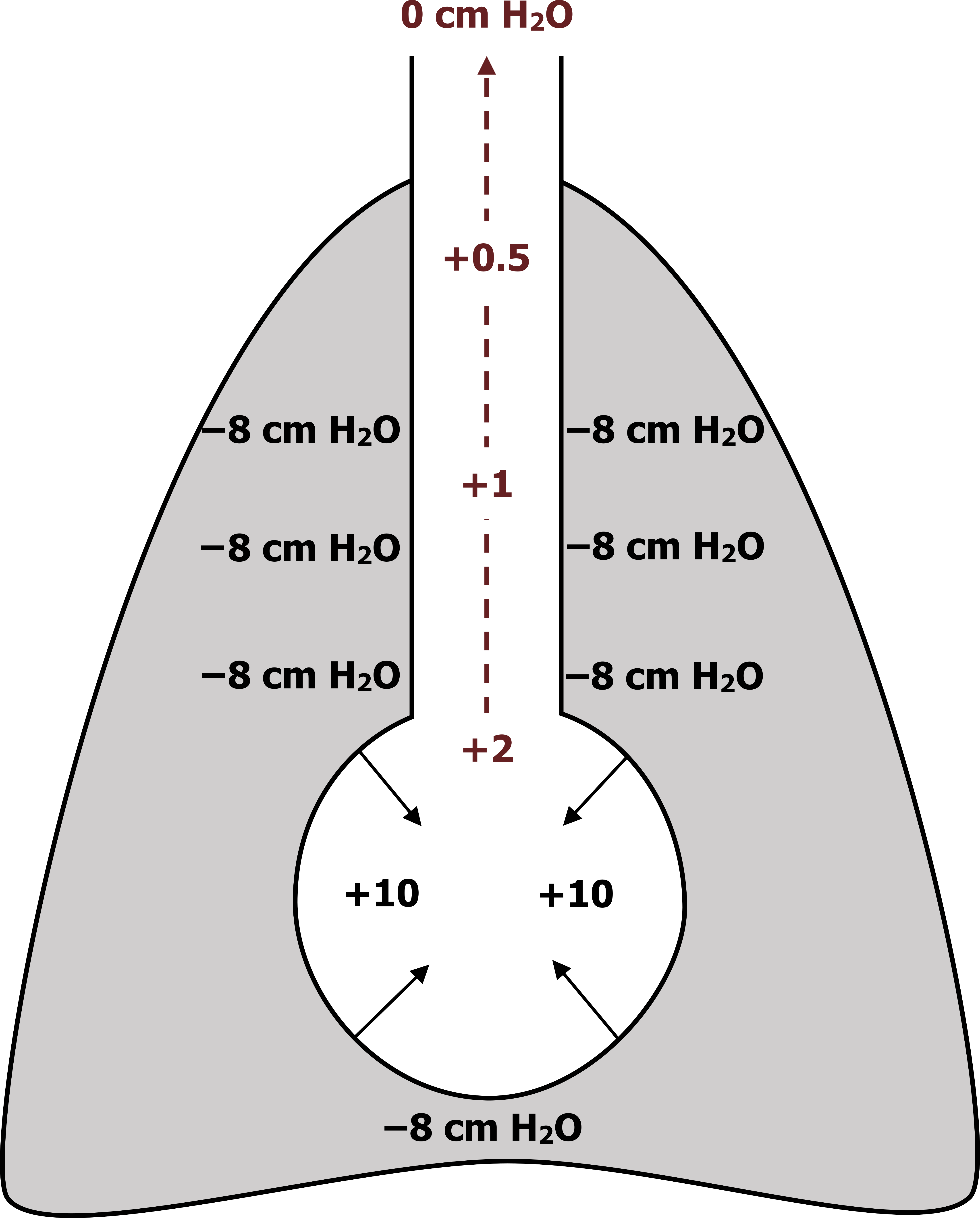 Single alveolus is pictured as a circle with a rectangular stem on top inside the thoracic cavity depicted as a rectangle with a rounded top. 4 arrows pointing into the middle of the circle with text +10. Arrow beginning from circle to end of rectangular stem; +2 arrow +1 arrow +0.5 arrow at opening 0 cmH2O. In the thoracic cavity, multiple text says -8 cmH2O.