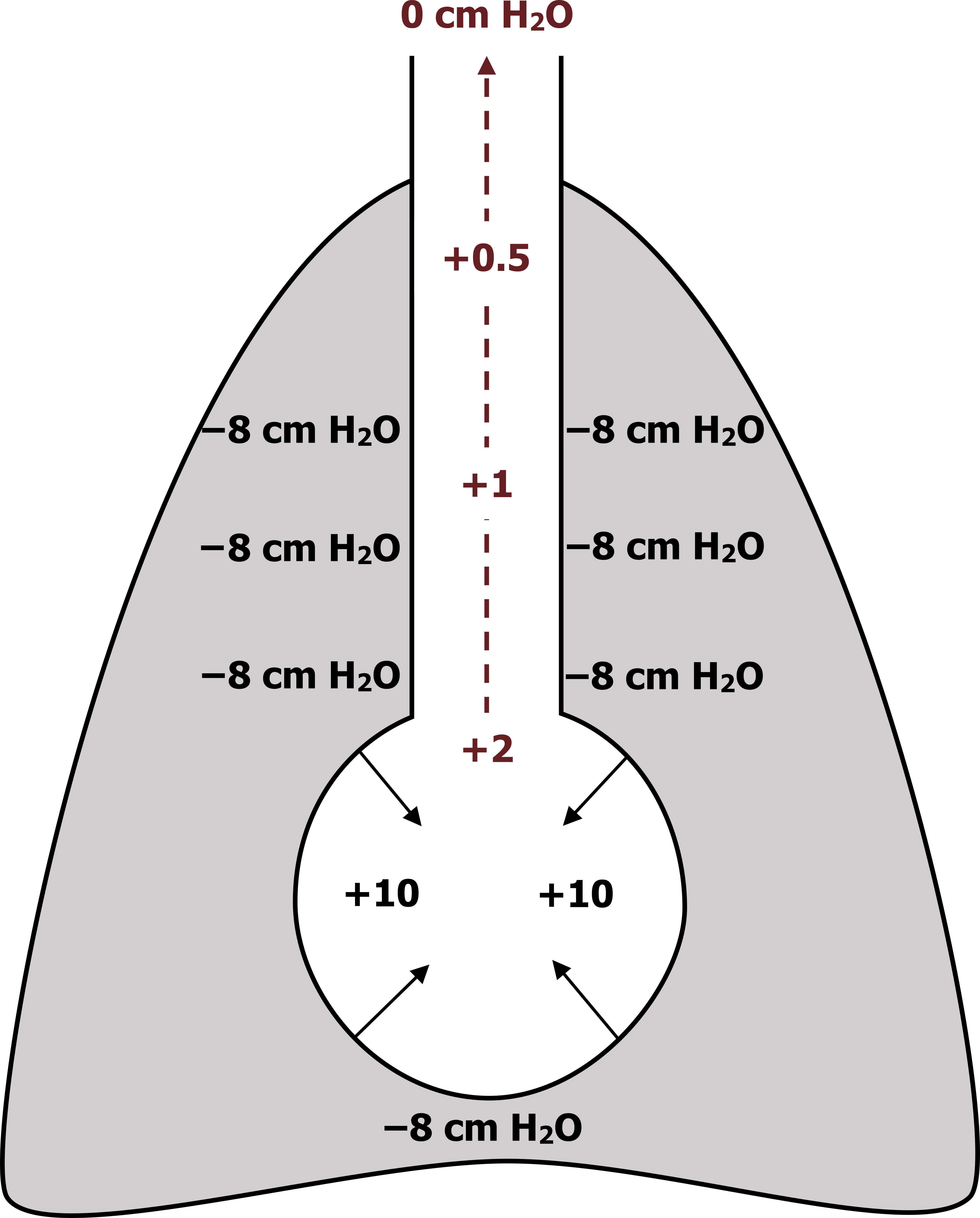 Dynamic Airway Compression – Pulmonary Physiology for Pre-Clinical