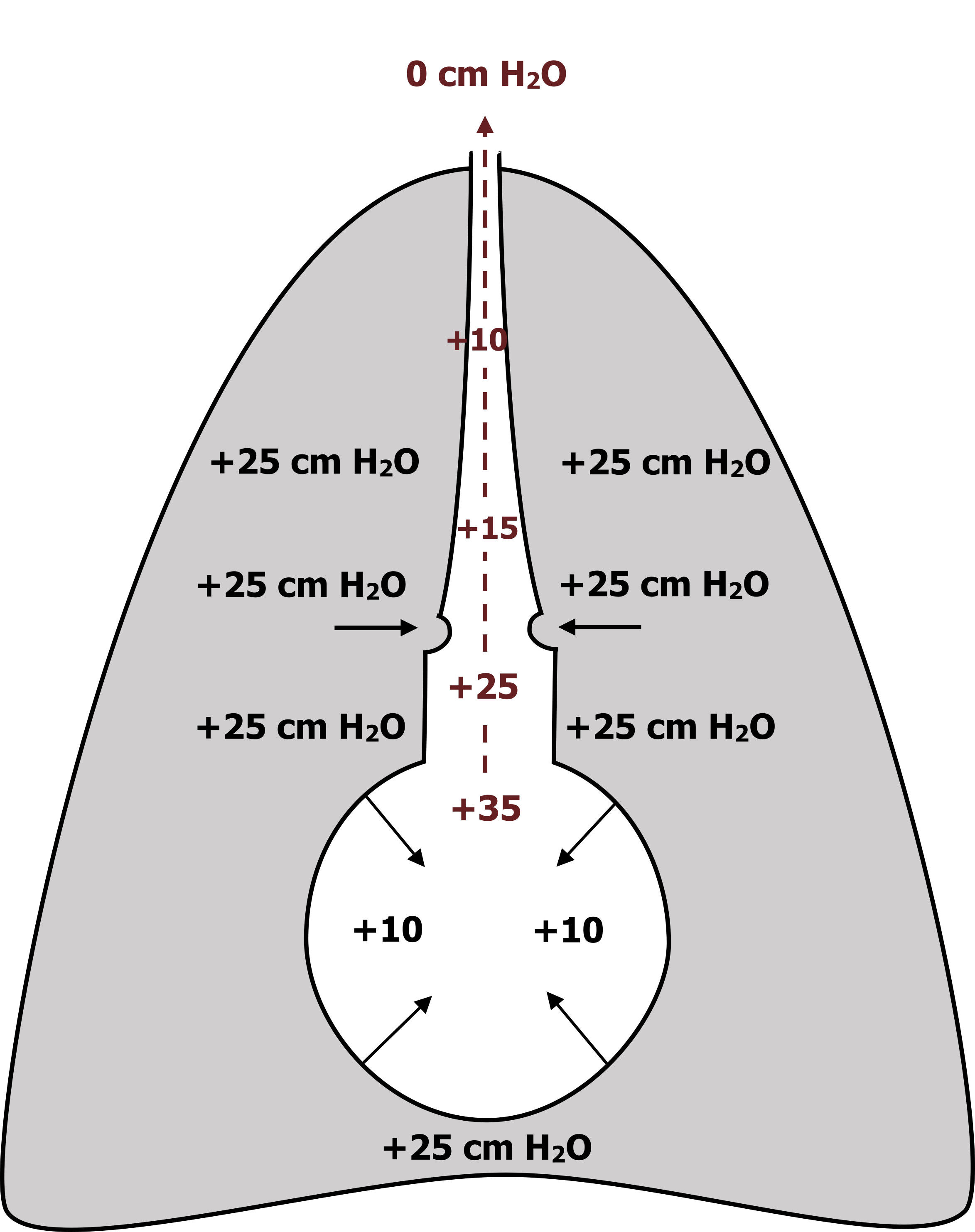 Same base figure of alveoulus in the thoracic cavity as figure 6.1 with 2 circular indentations ¼ the way up the rectangular stem. 4 arrows pointing into the middle of the circle with text +10. Arrow beginning from circle to end of rectangular stem; +35 arrow +25 arrow +15 arrow +10 arrow at opening 0 cmH2O. In the thoracic cavity, multiple text says +25 cmH2O.