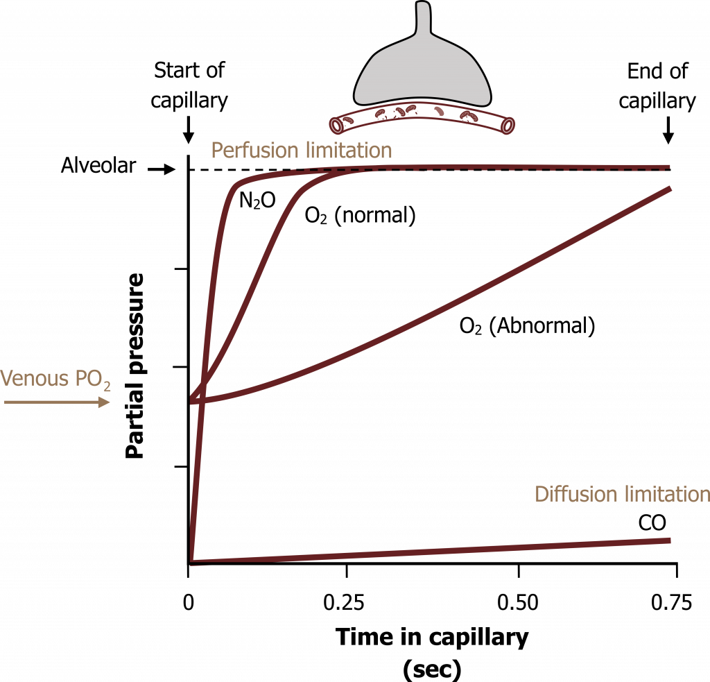 How Does Perfusion Affect Gas Exchange